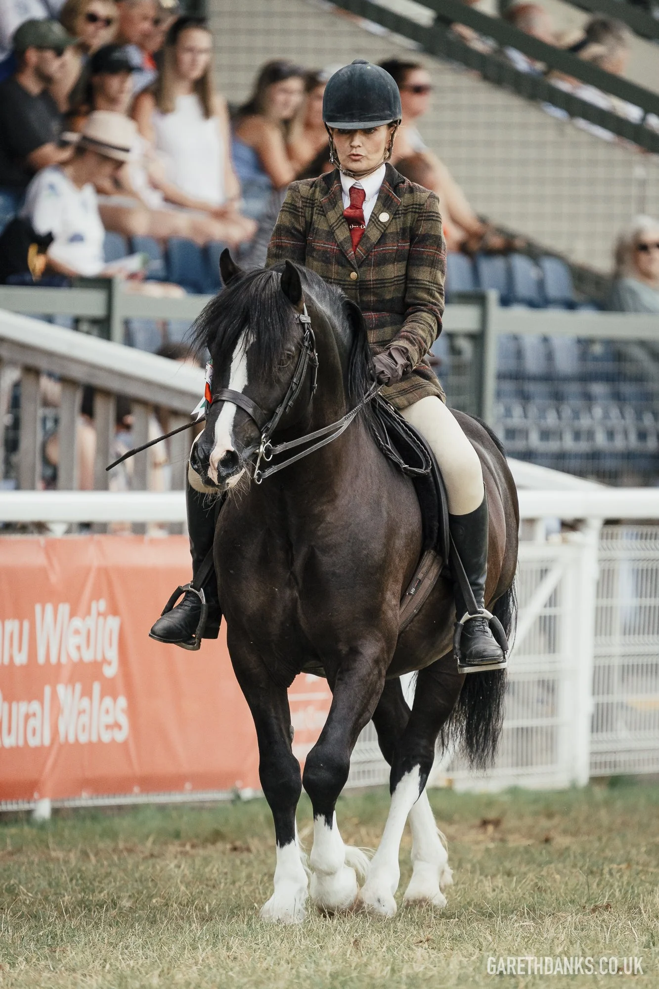 Royal Welsh Show 2026 photography _A7_7189.jpg