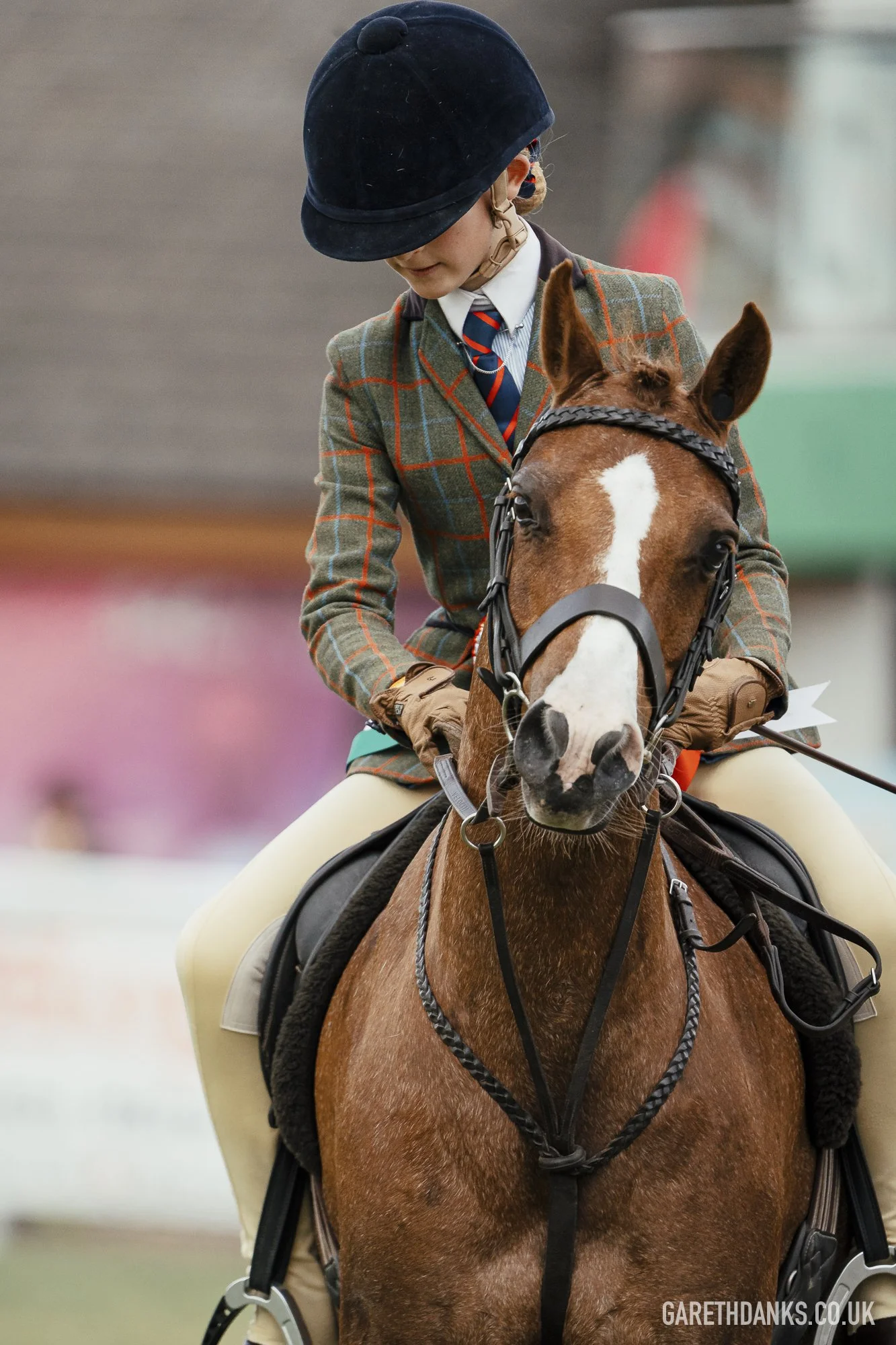 Royal Welsh Show 2026 photography _A7_7240.jpg