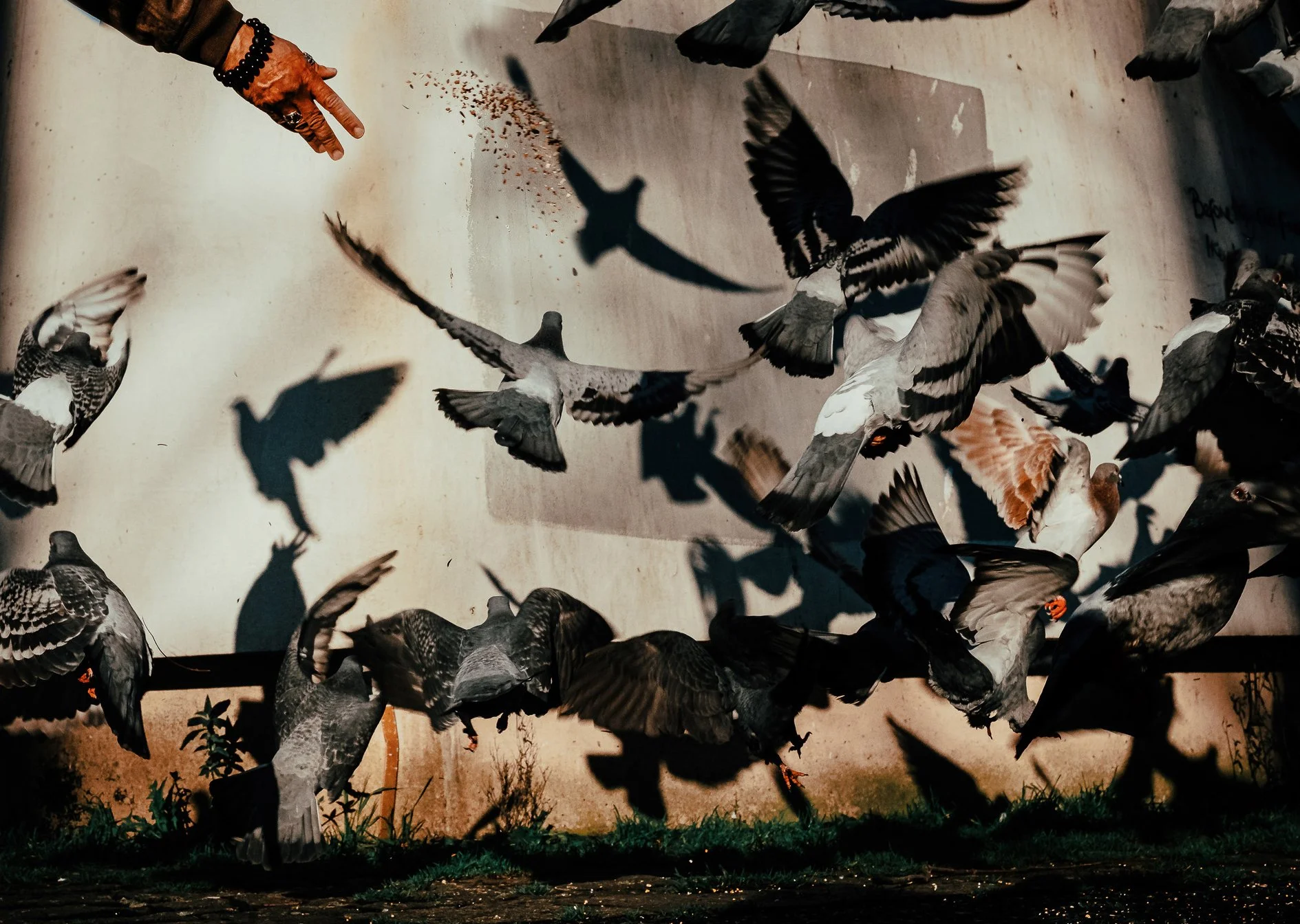 A large group of pigeons flying in various directions, with some perched on the ground underneath, and casting shadows on the wall behind them.