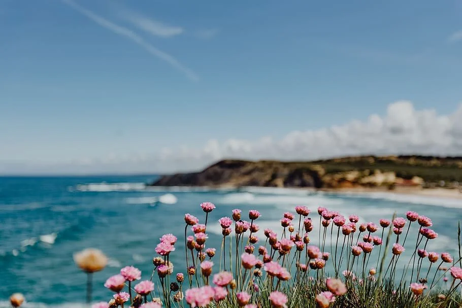 pink flowers in front of a beach backdrop