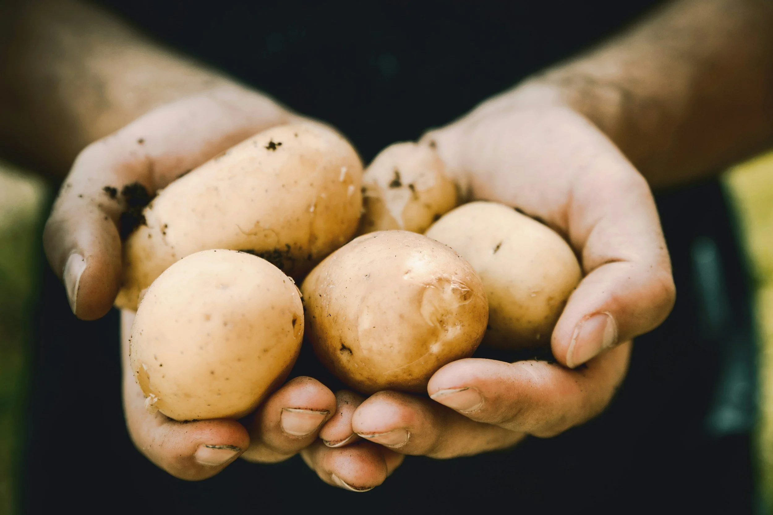 Maine Potato Basket - Dover Foxcroft, Maine