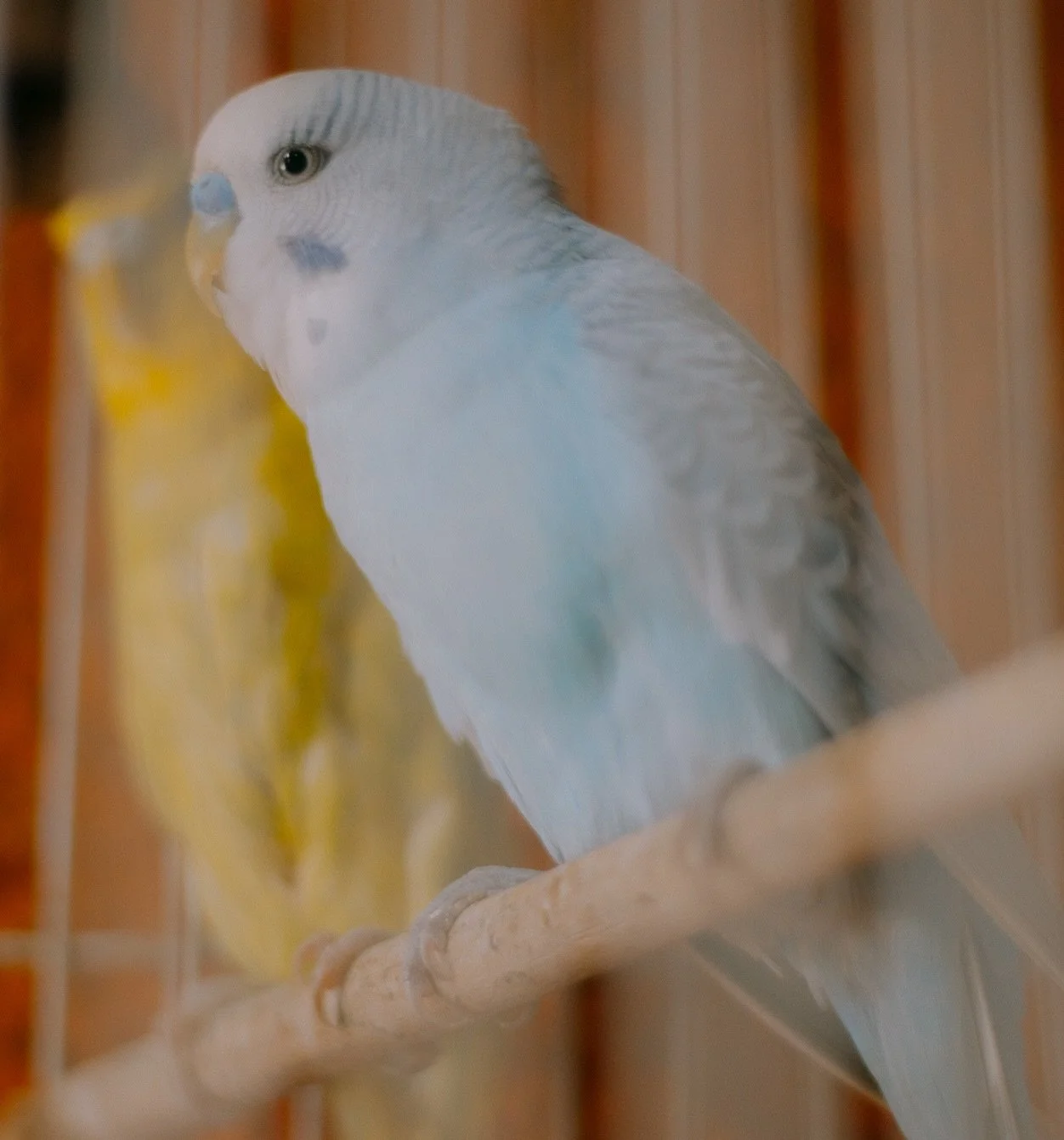 &iquest;Sab&iacute;as que estos peque&ntilde;os p&aacute;jaros vienen de Australia? 🐦🩵💛

Los de las primeras fotos son periquitos australianos, una especie que habita gran parte de Australia, mediante la cr&iacute;a dom&eacute;stica, desarroll&oac