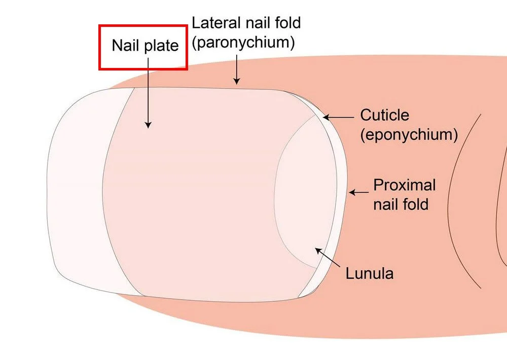 Cuticle anatomy for Russian manicure training — proximal fold, eponychium and true cuticle