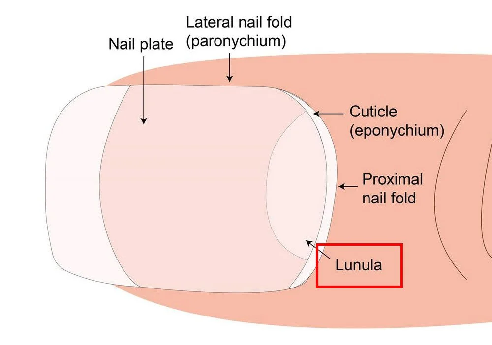 Nail matrix diagram for nail school students — how the nail plate grows from the matrix