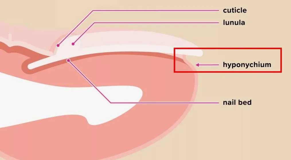 Nail anatomy diagram for nail technicians — parts of the nail explained for professional training