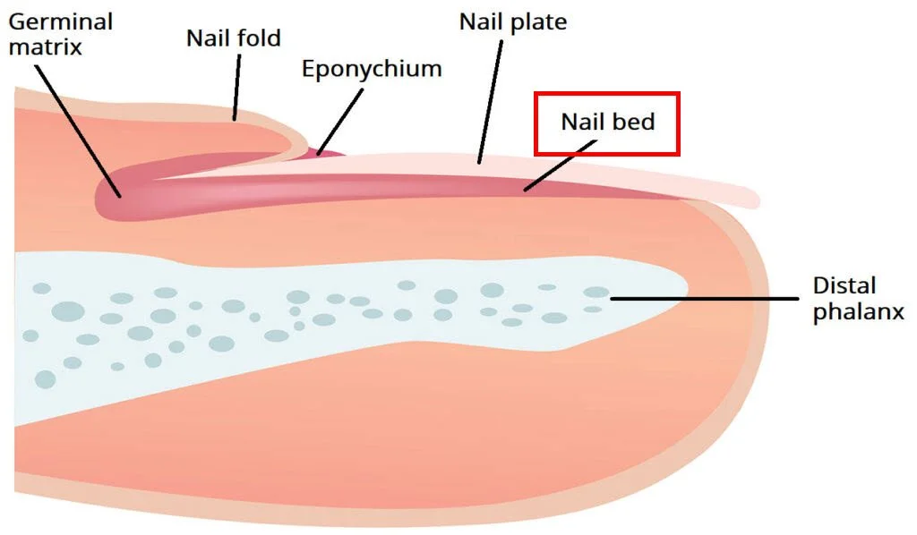 Labeled diagram of nail anatomy — nail plate, matrix, cuticle, hyponychium and nail bed