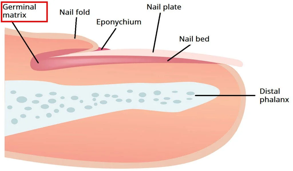 Nail plate structure chart for nail tech training — layers, thickness and composition explained