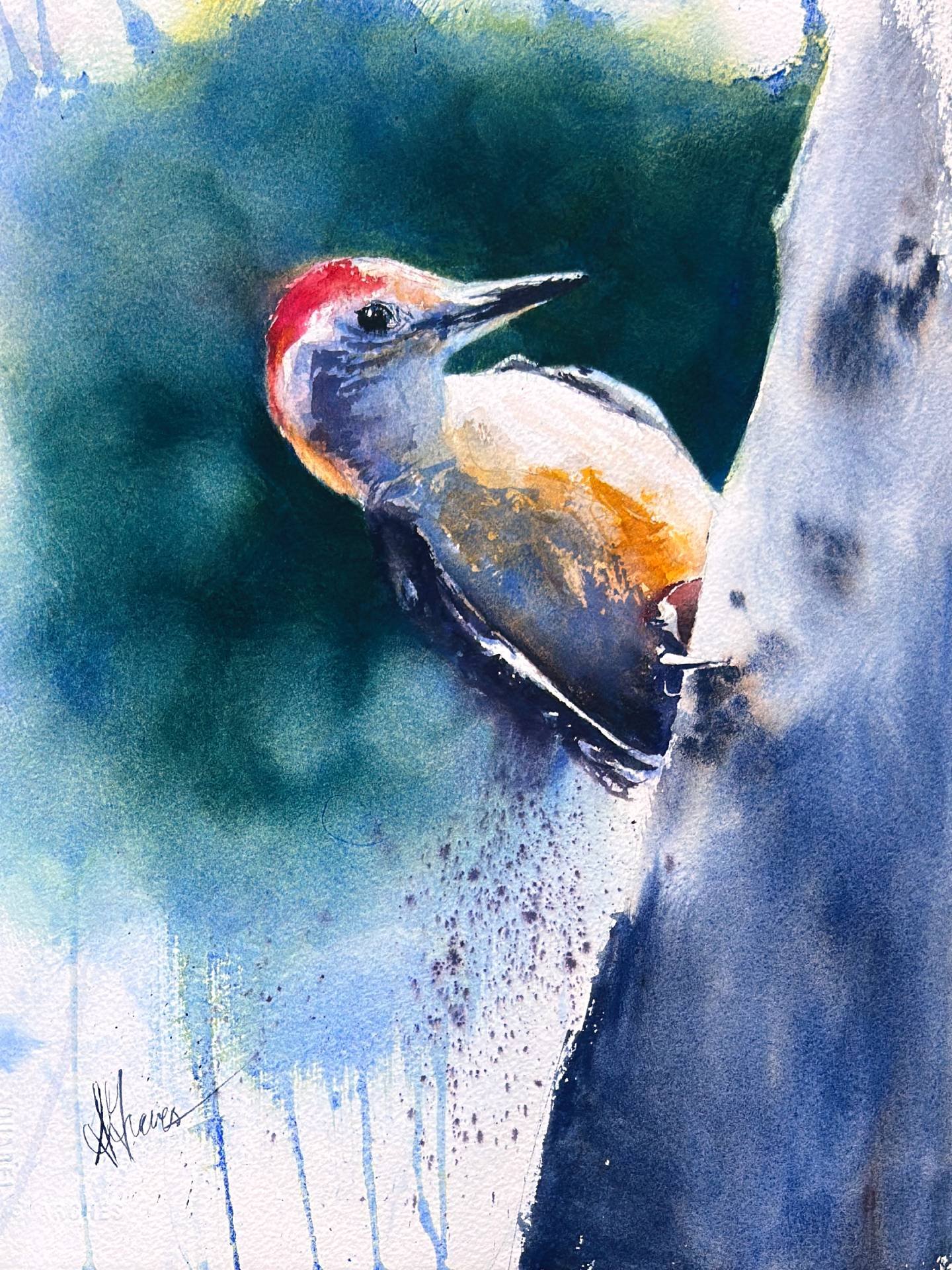 Sarah-Graves-Red-Bellied-Woodpecker-Watercolor-11x14-No1.jpg