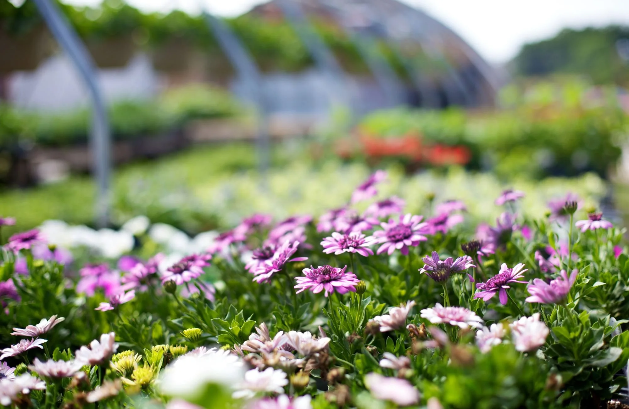9 MustVisit Greenhouses in Lancaster, Lititz & Ephrata — Life in Lititz