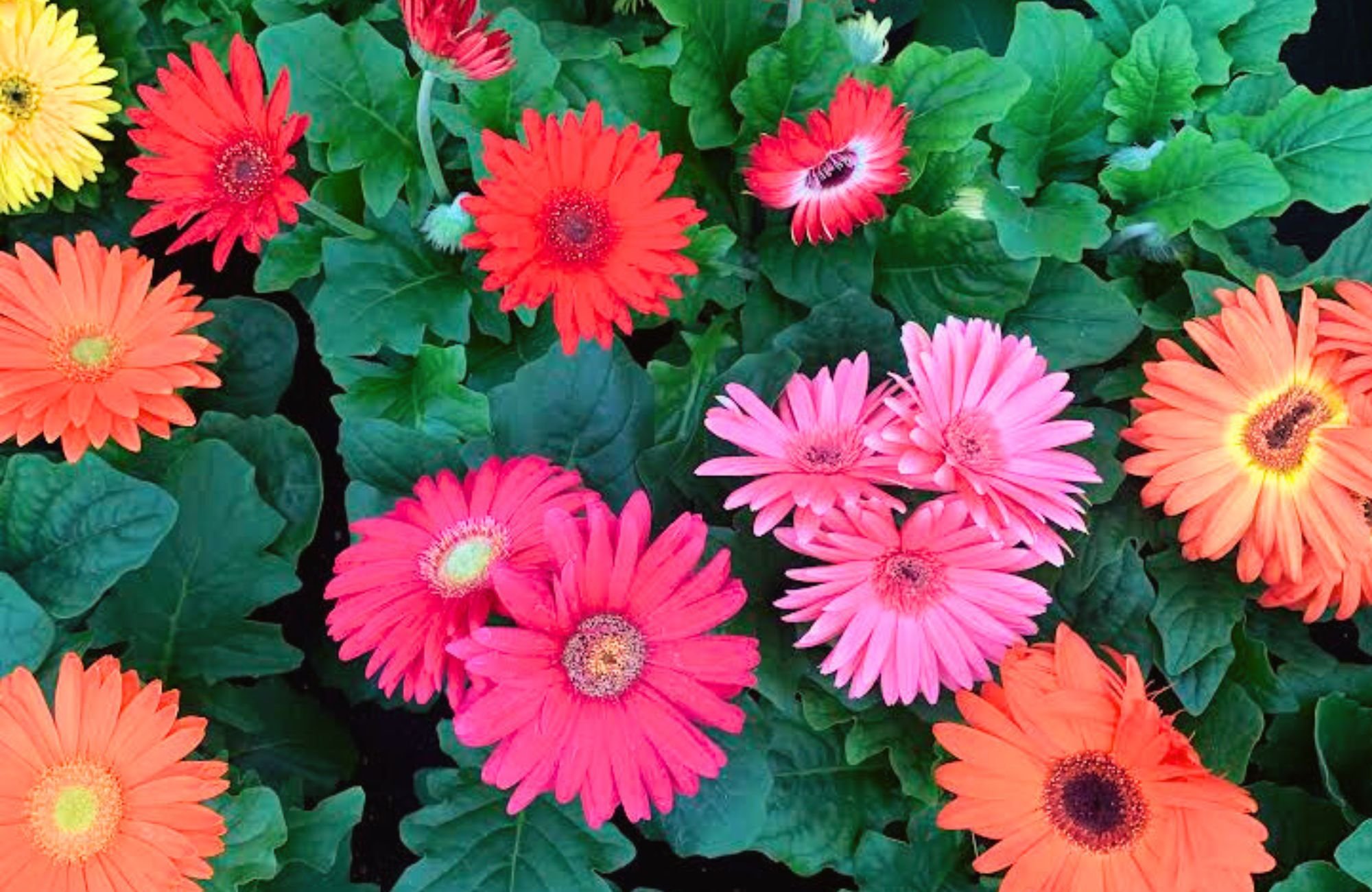 9 MustVisit Greenhouses in Lancaster, Lititz & Ephrata — Life in Lititz