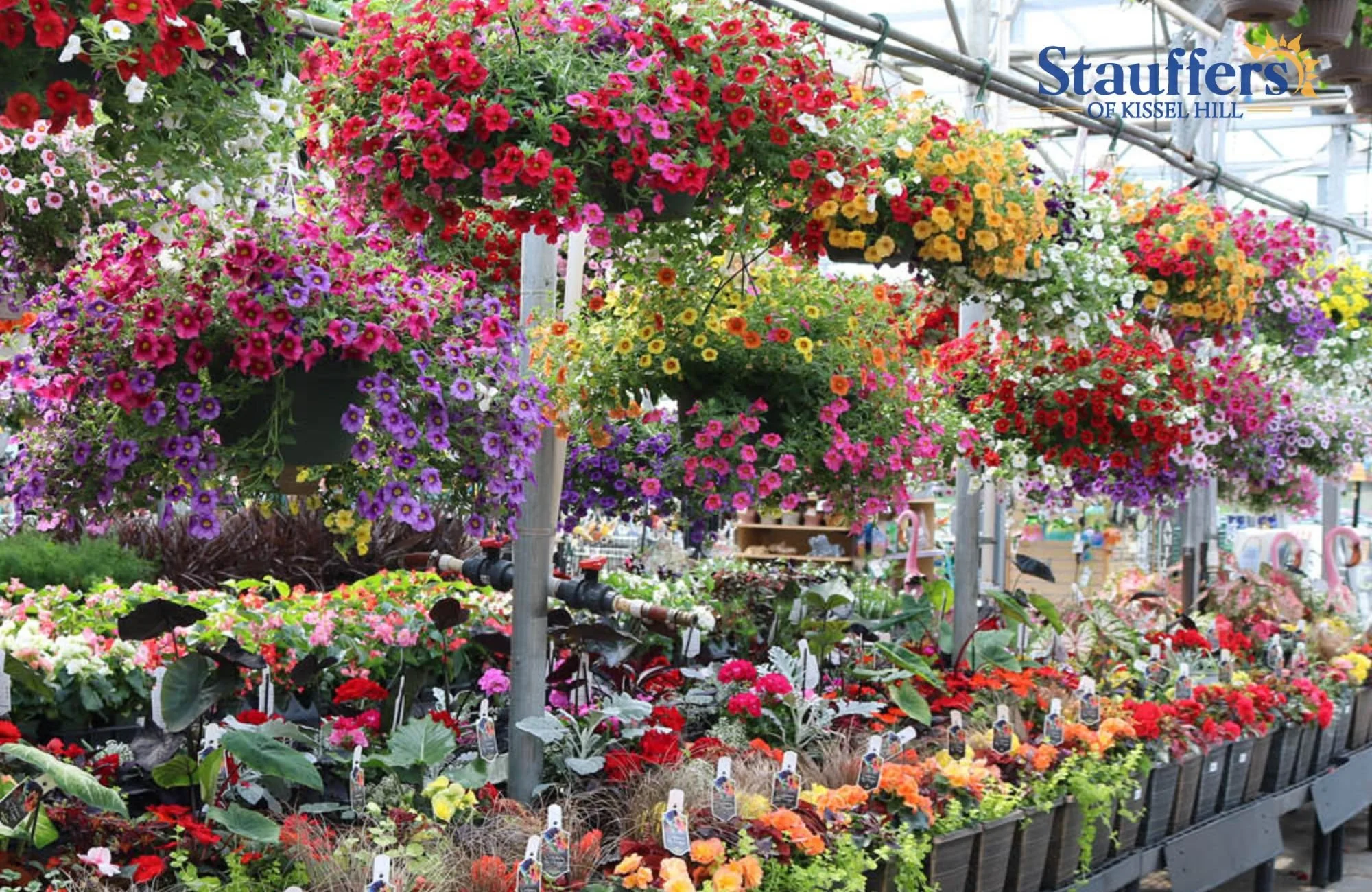 9 MustVisit Greenhouses in Lancaster, Lititz & Ephrata — Life in Lititz