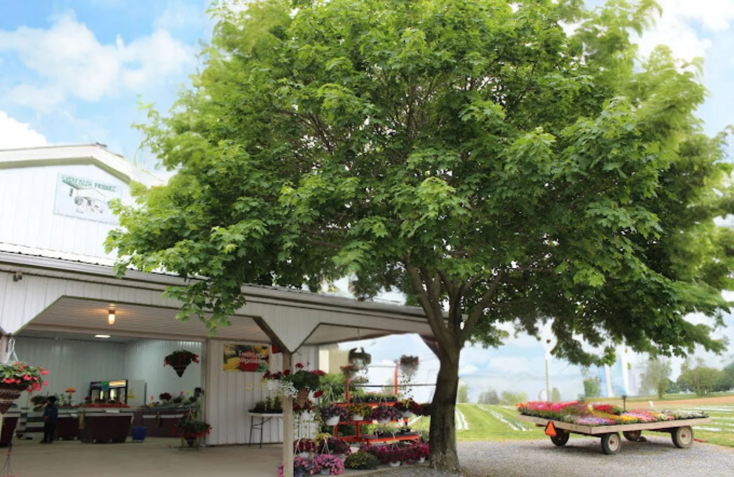 9 MustVisit Greenhouses in Lancaster, Lititz & Ephrata — Life in Lititz