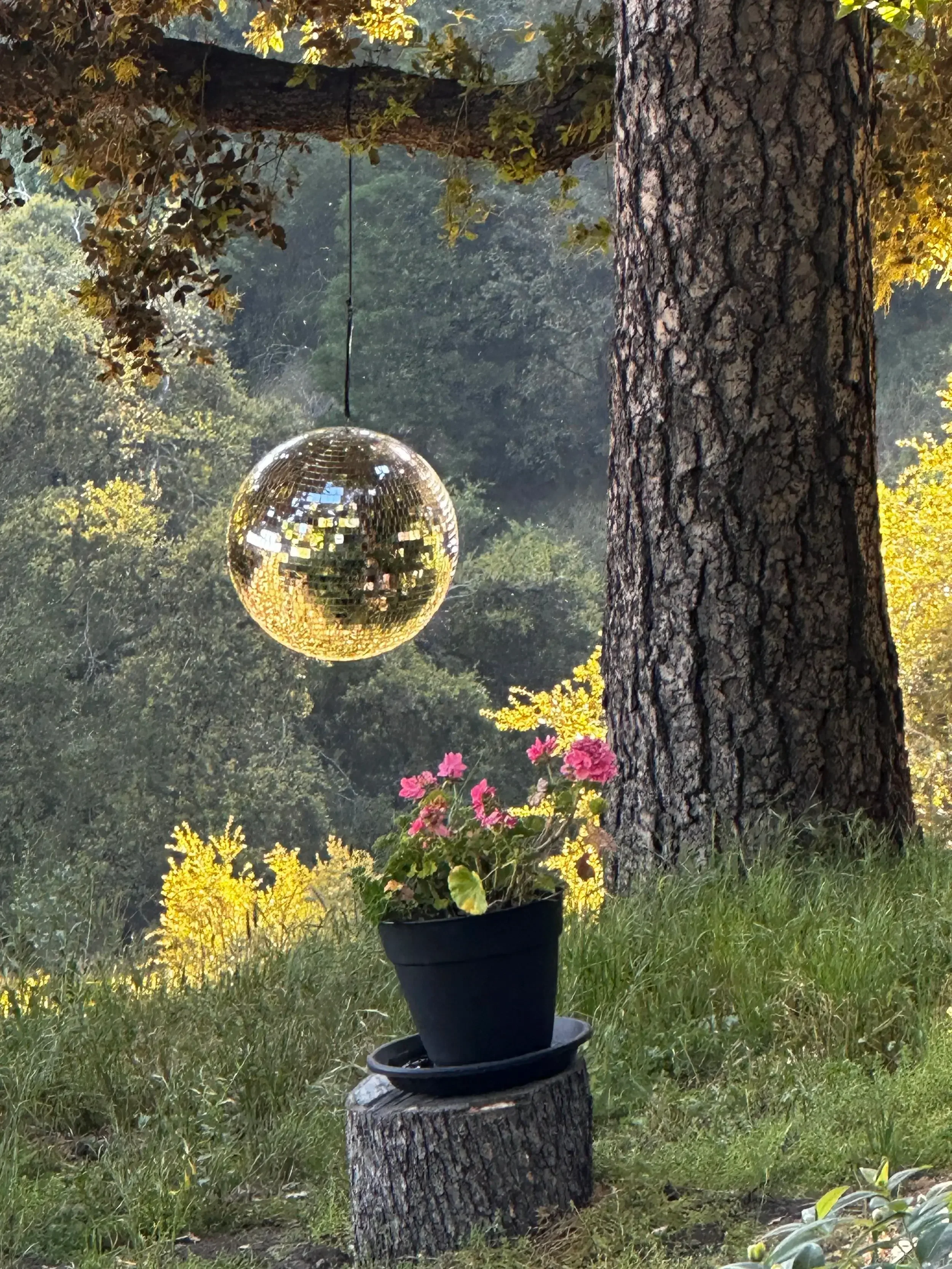 A large, shimmering disco ball hanging from a branch of an ancient oak tree in the garden of Holly Hill Chalet.