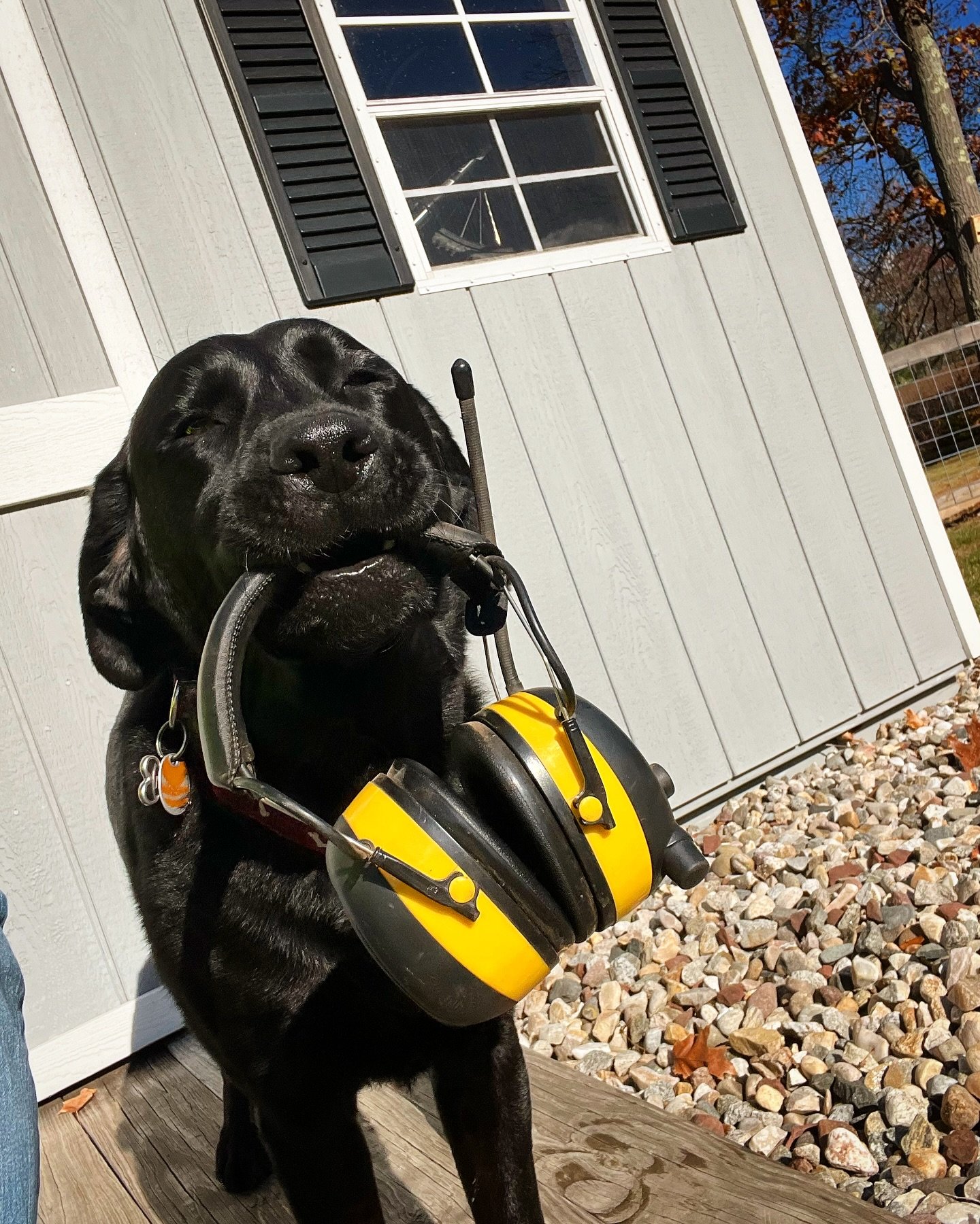 Couldn&rsquo;t ask for a better helper!