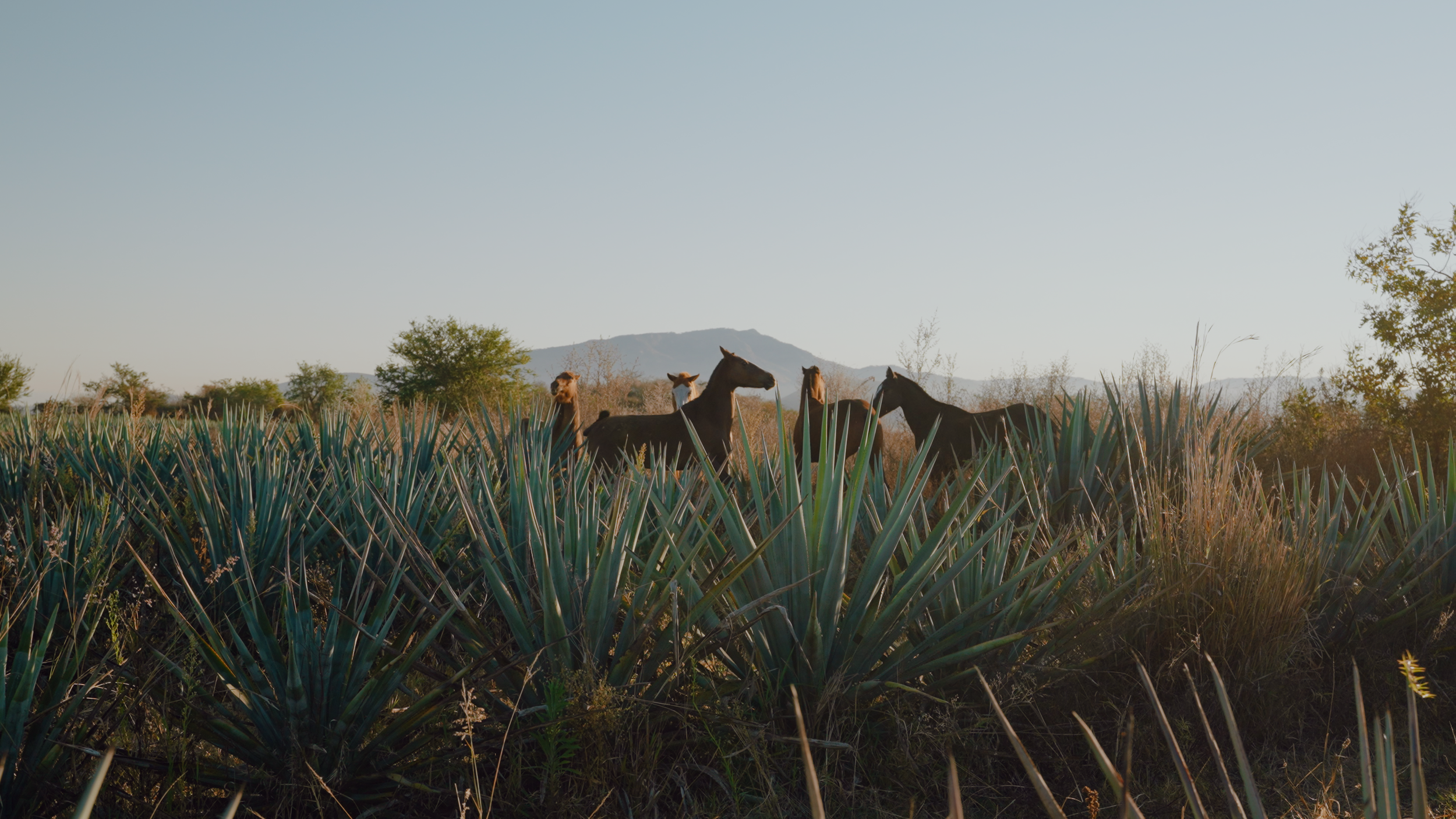 Aguasol Reels.00_01_06_05.Still006.png