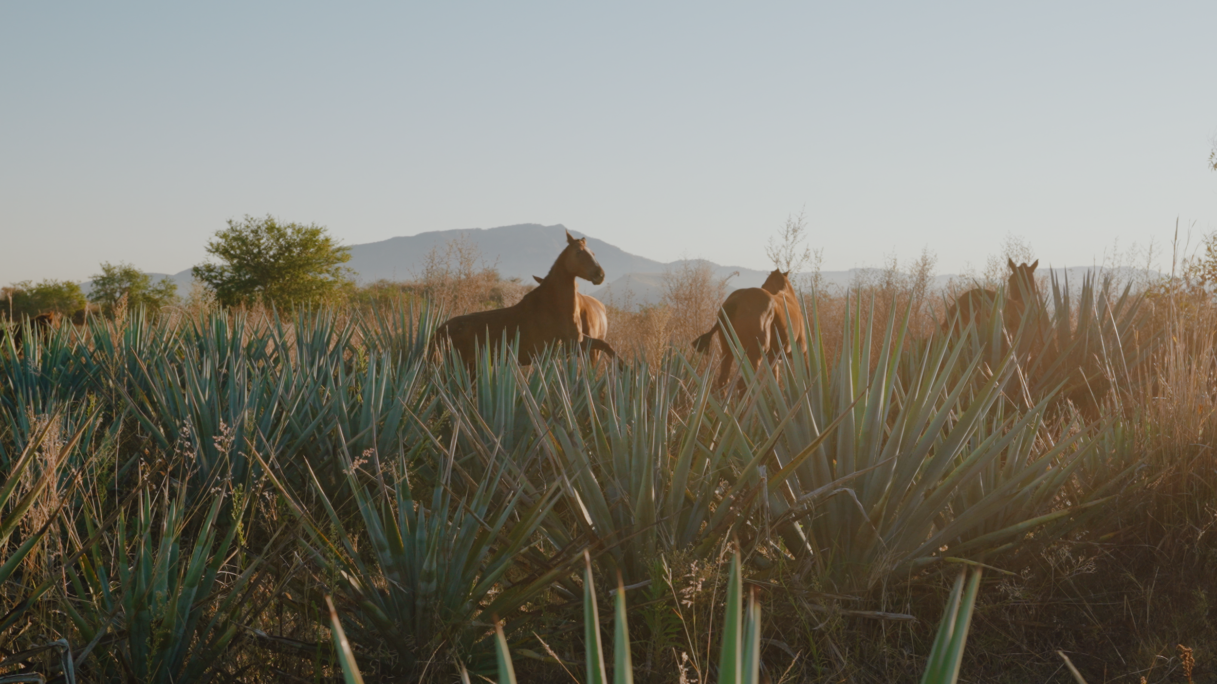 Aguasol Reels.00_01_00_20.Still005.png