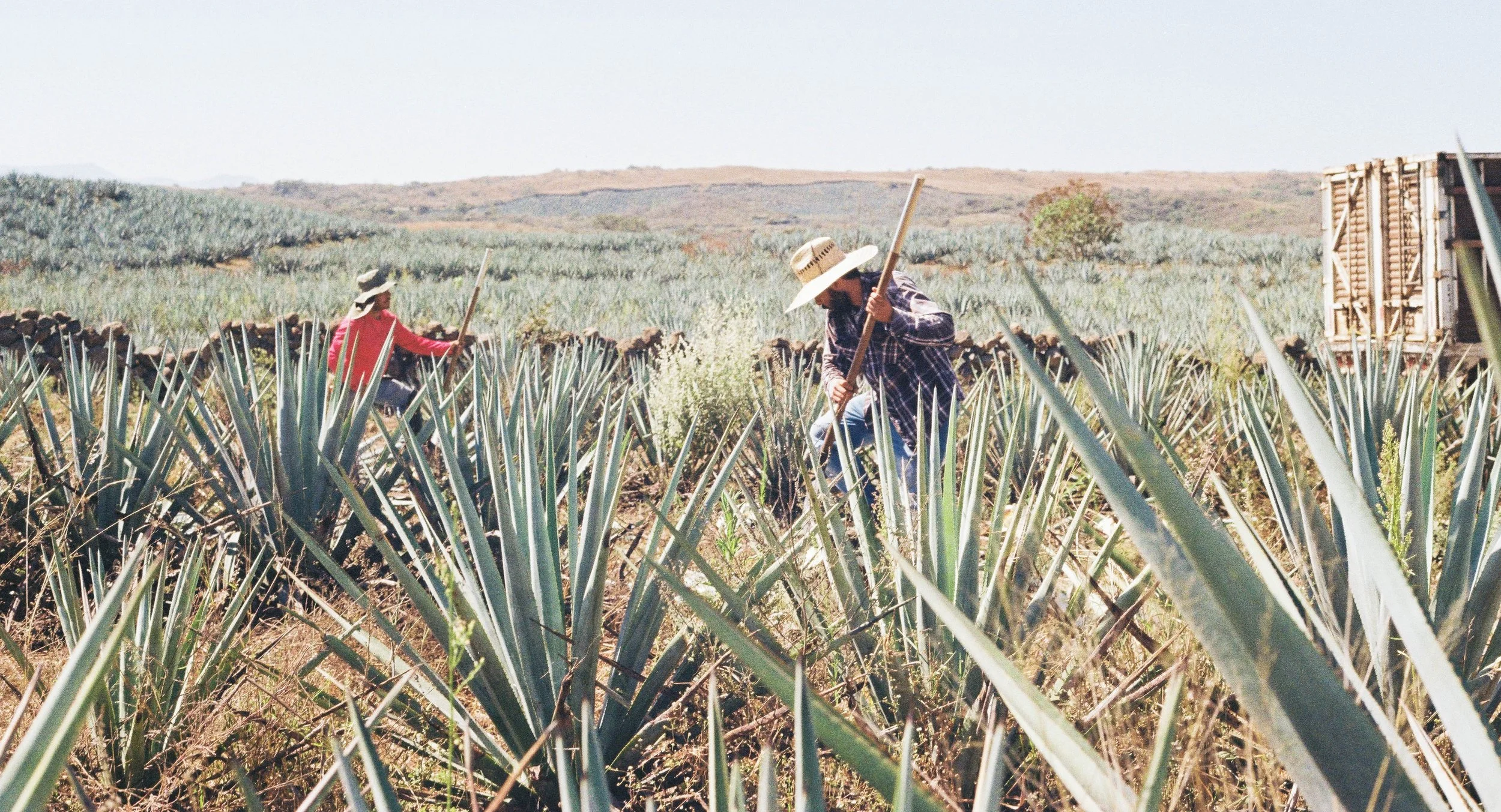 Jimadores en el campo - Tequila