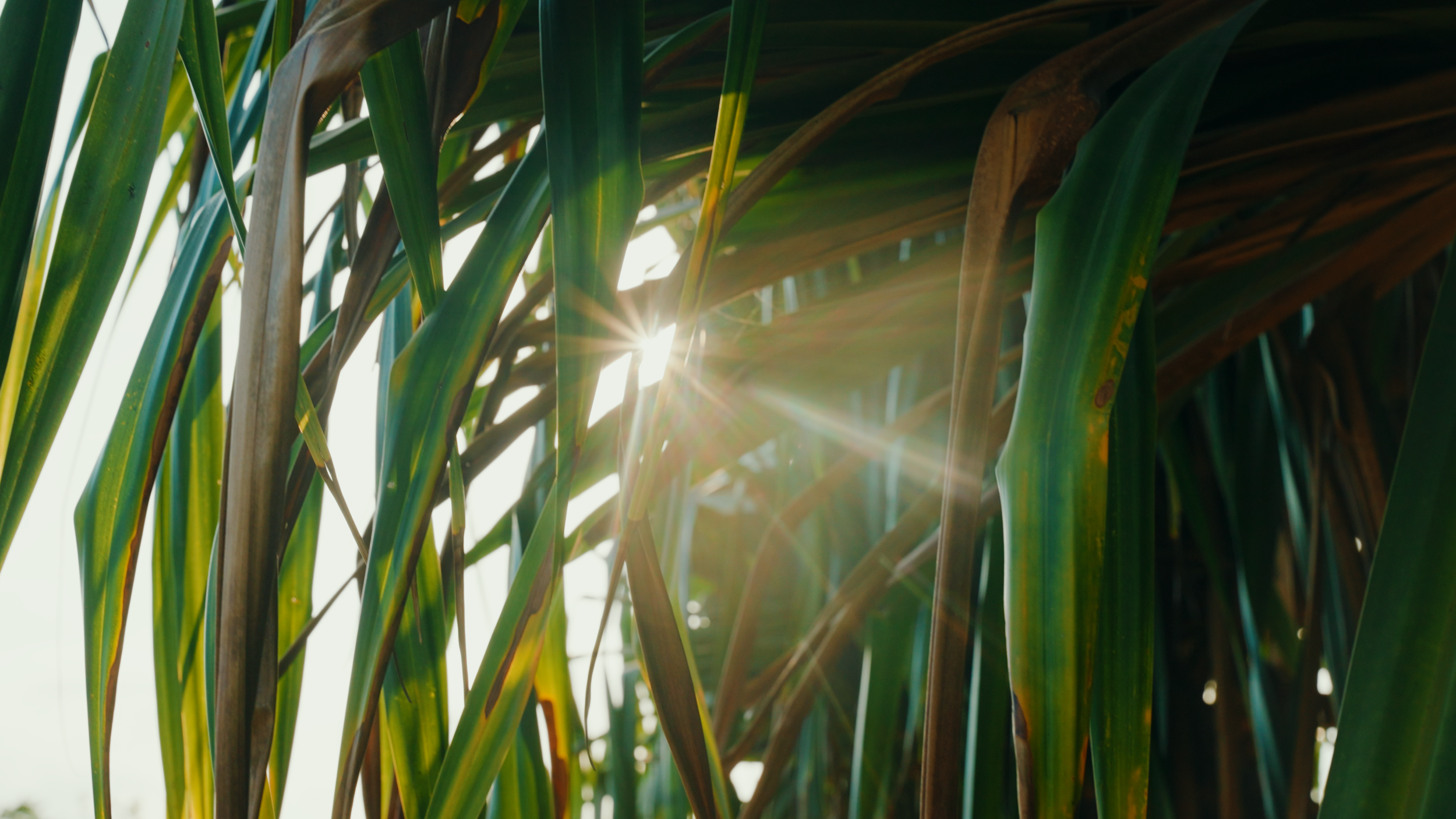 Golf Course Edit.00_26_43_05.Still046.png