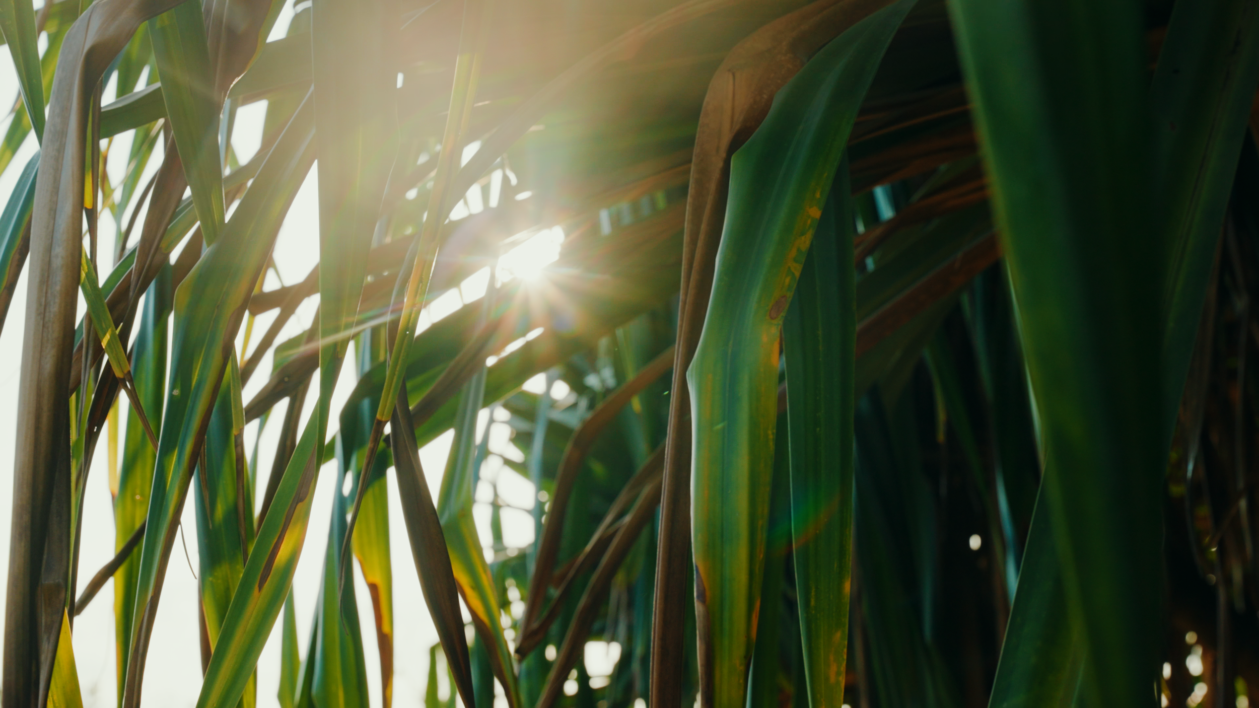 Golf Course Edit.00_26_41_15.Still045.png