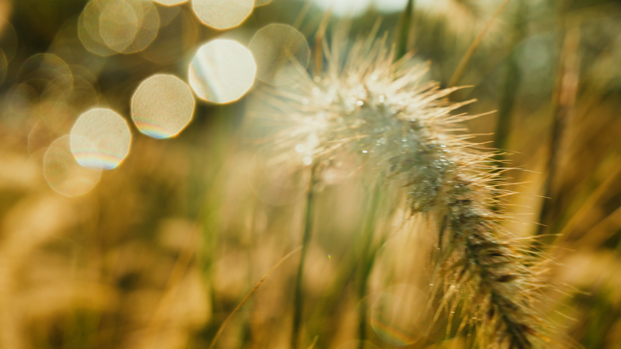 Golf Course Edit.00_18_57_18.Still035.png