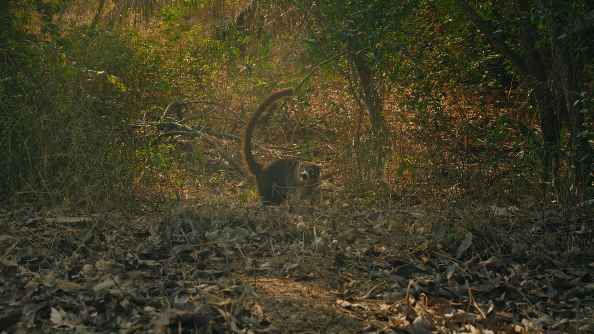 Golf Course Edit.00_17_31_07.Still001.png