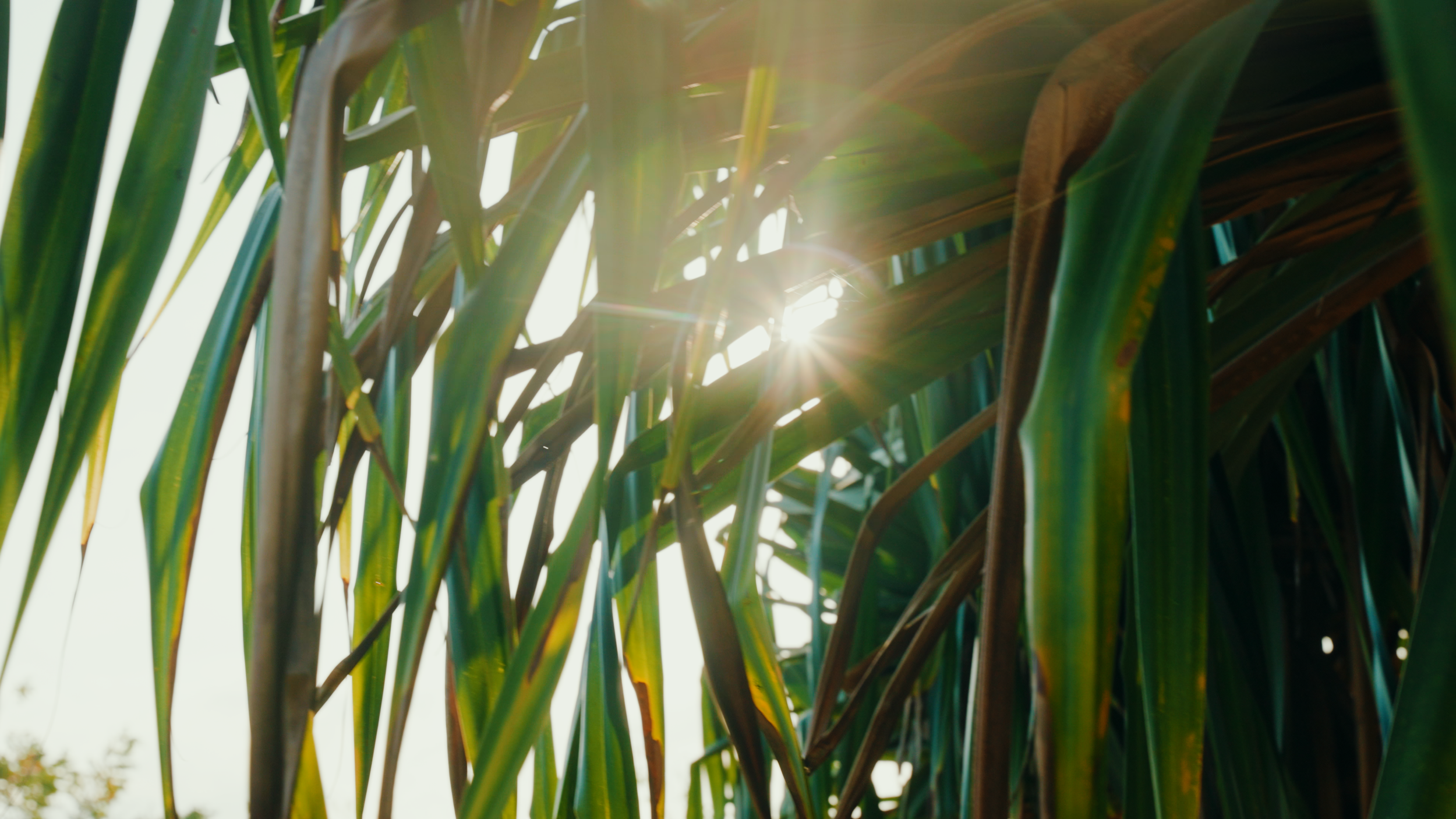 Golf Course Edit.00_26_39_10.Still044.png