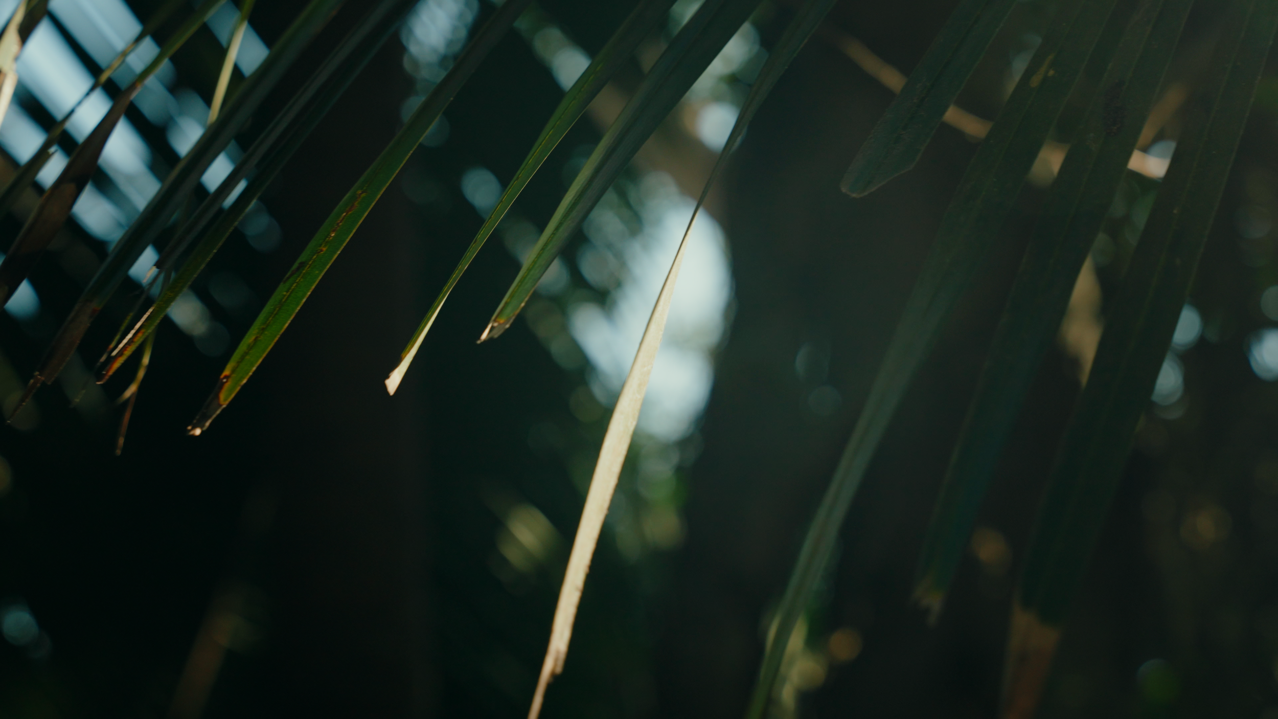 Golf Course Edit.00_06_59_20.Still013.png