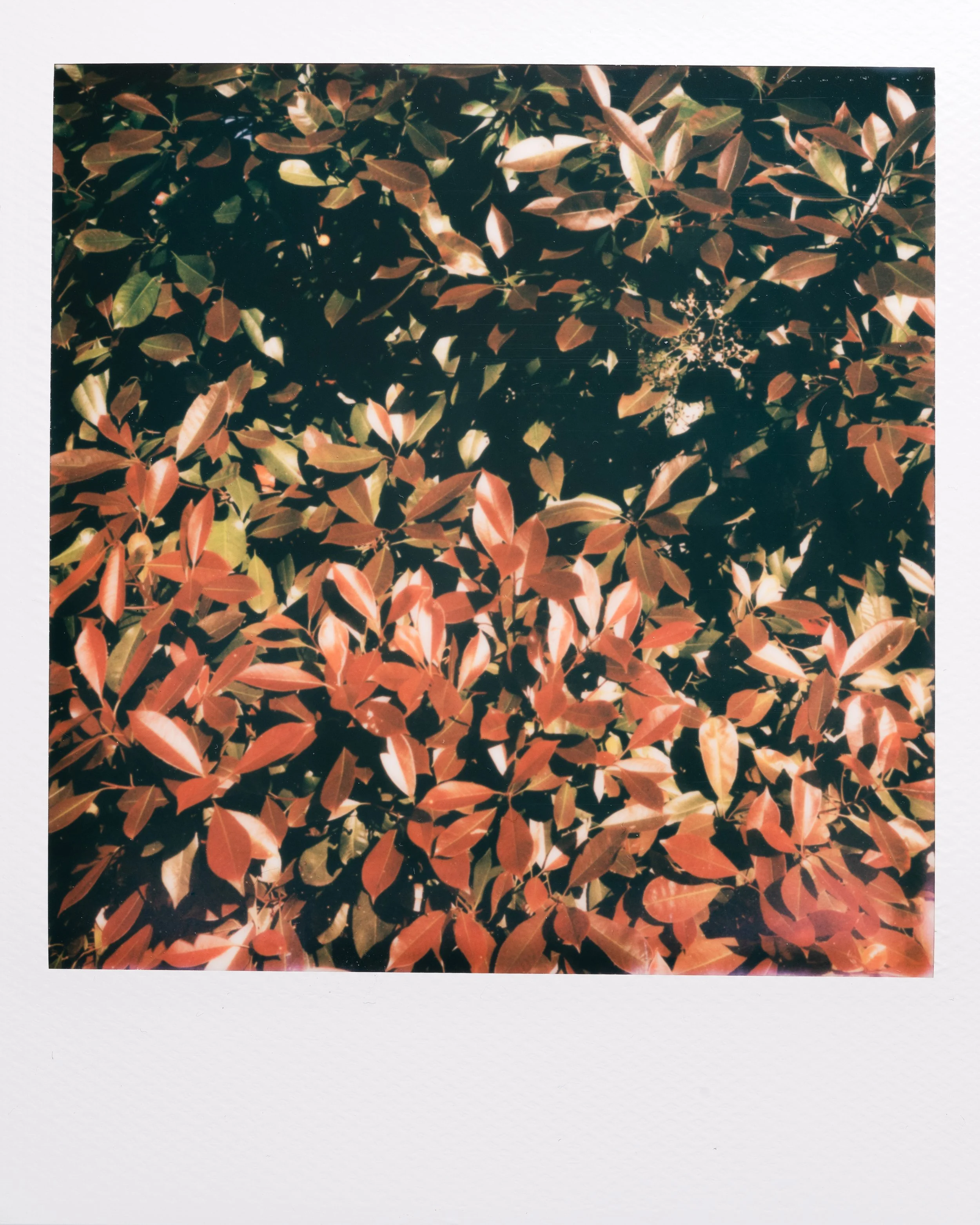 Polaroid Garden-017.jpg