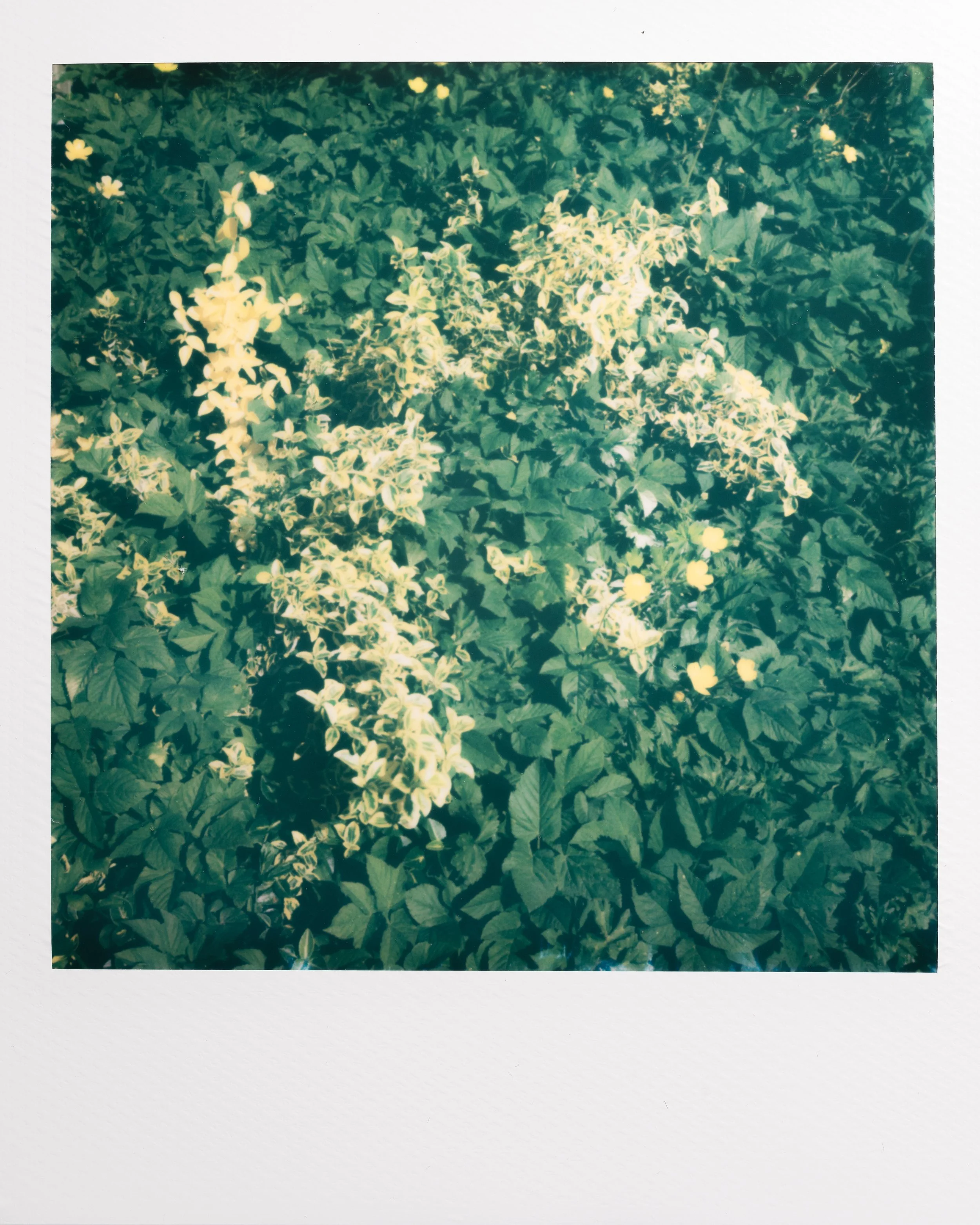 Polaroid Garden-003.jpg