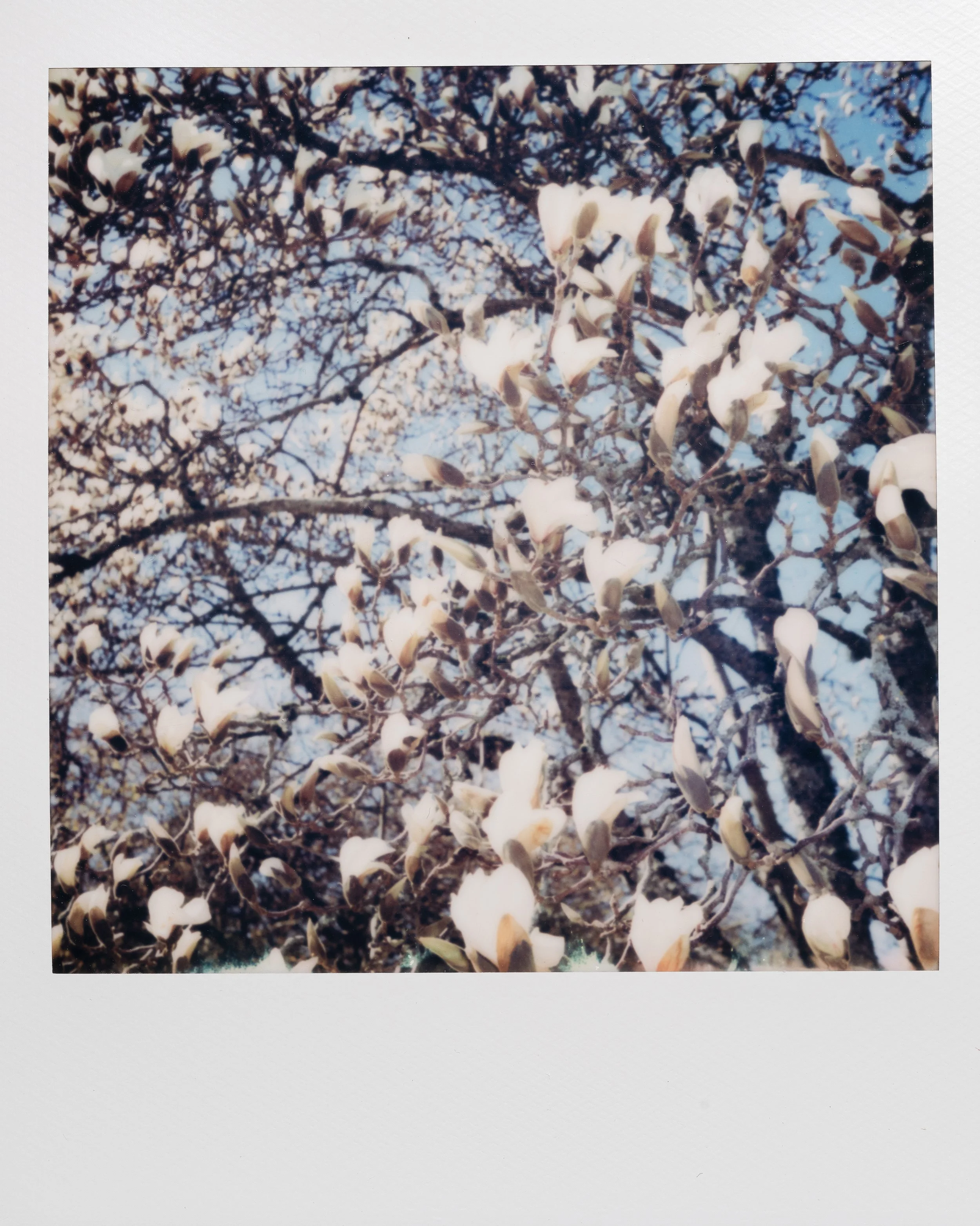 Polaroid Garden-022.jpg