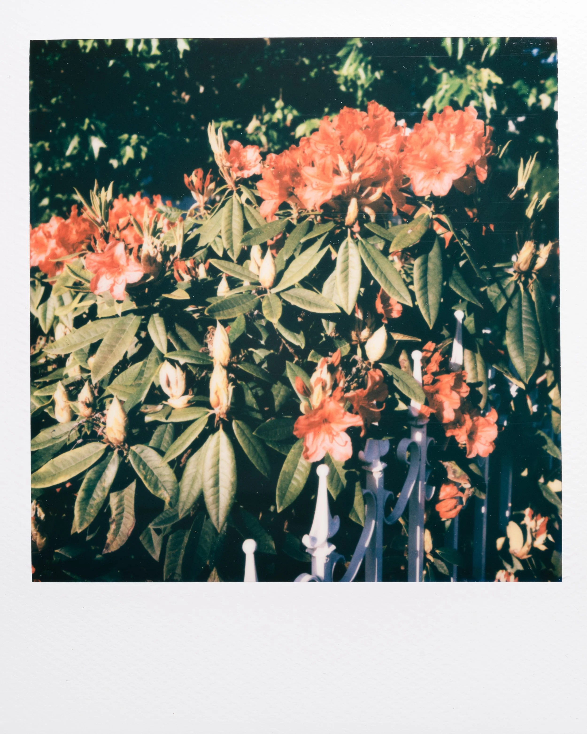 Polaroid Garden-010.jpg