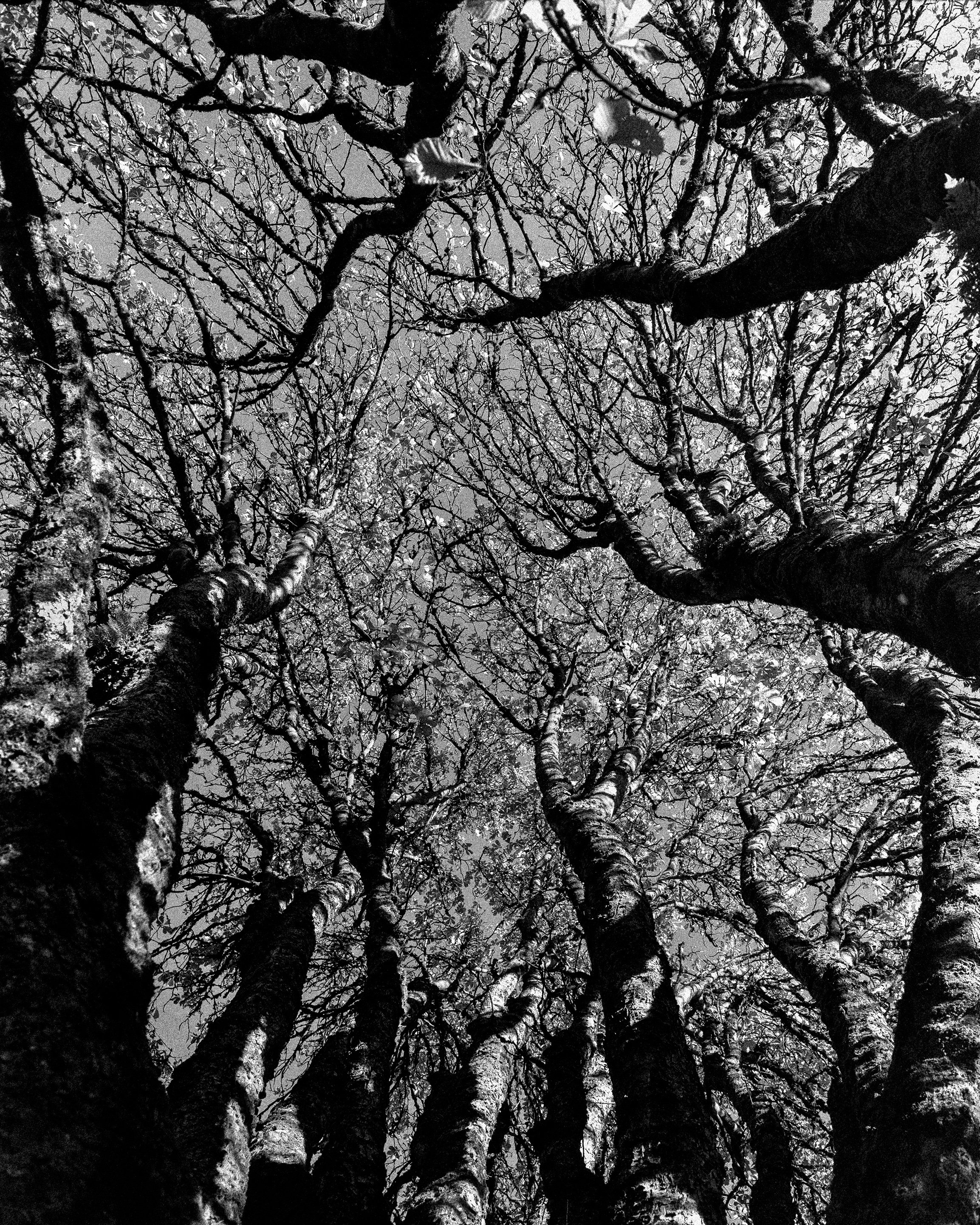 Chestnut Tree