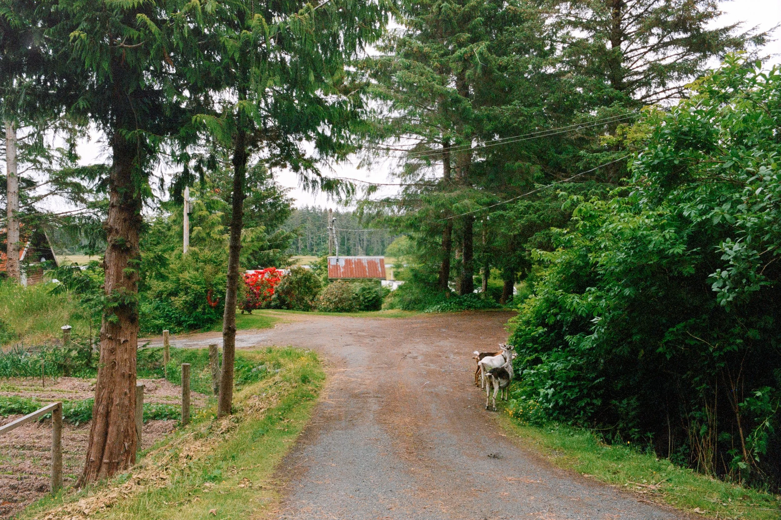 Olympus XA | Aurora 800