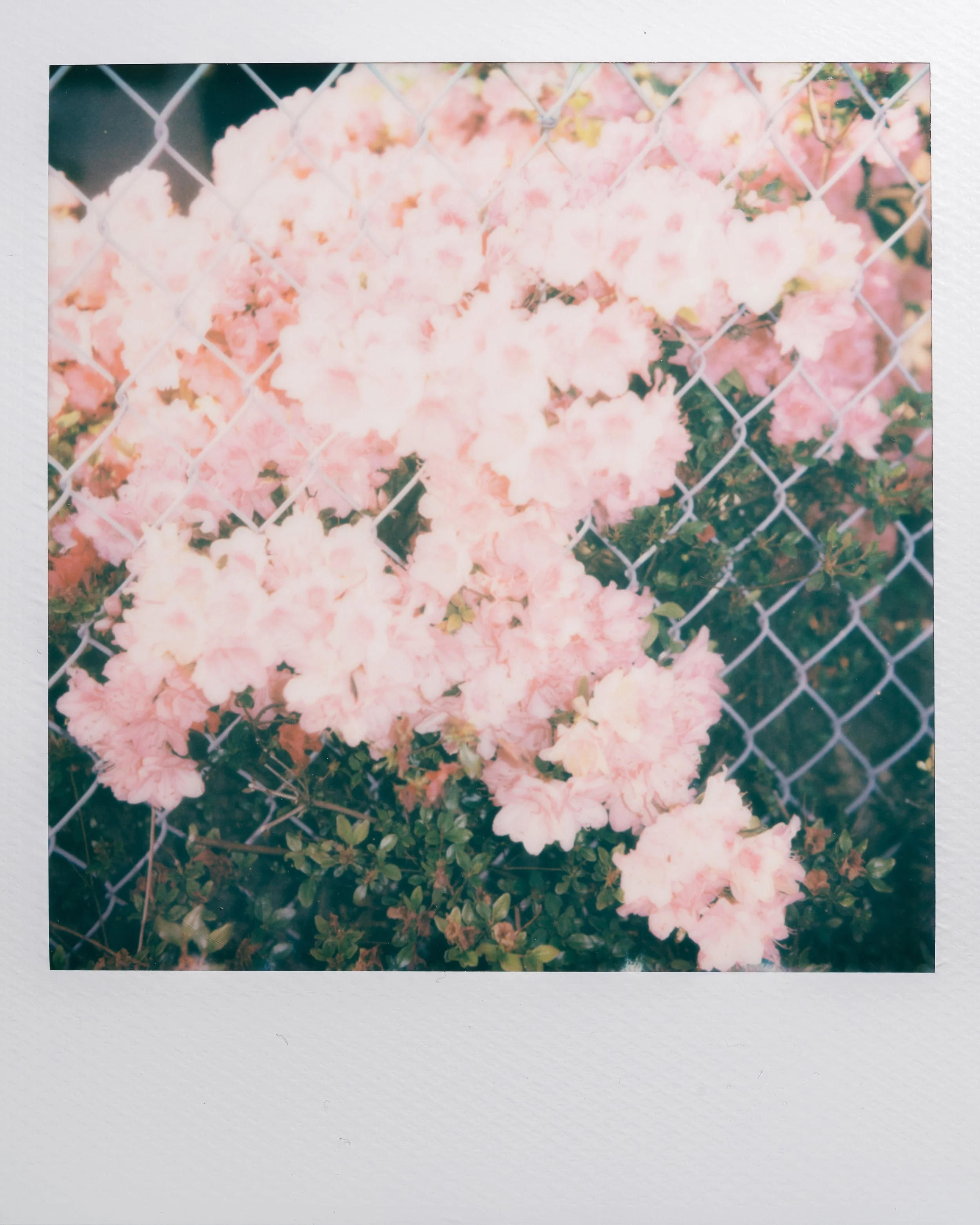 Polaroid Garden-007.jpg