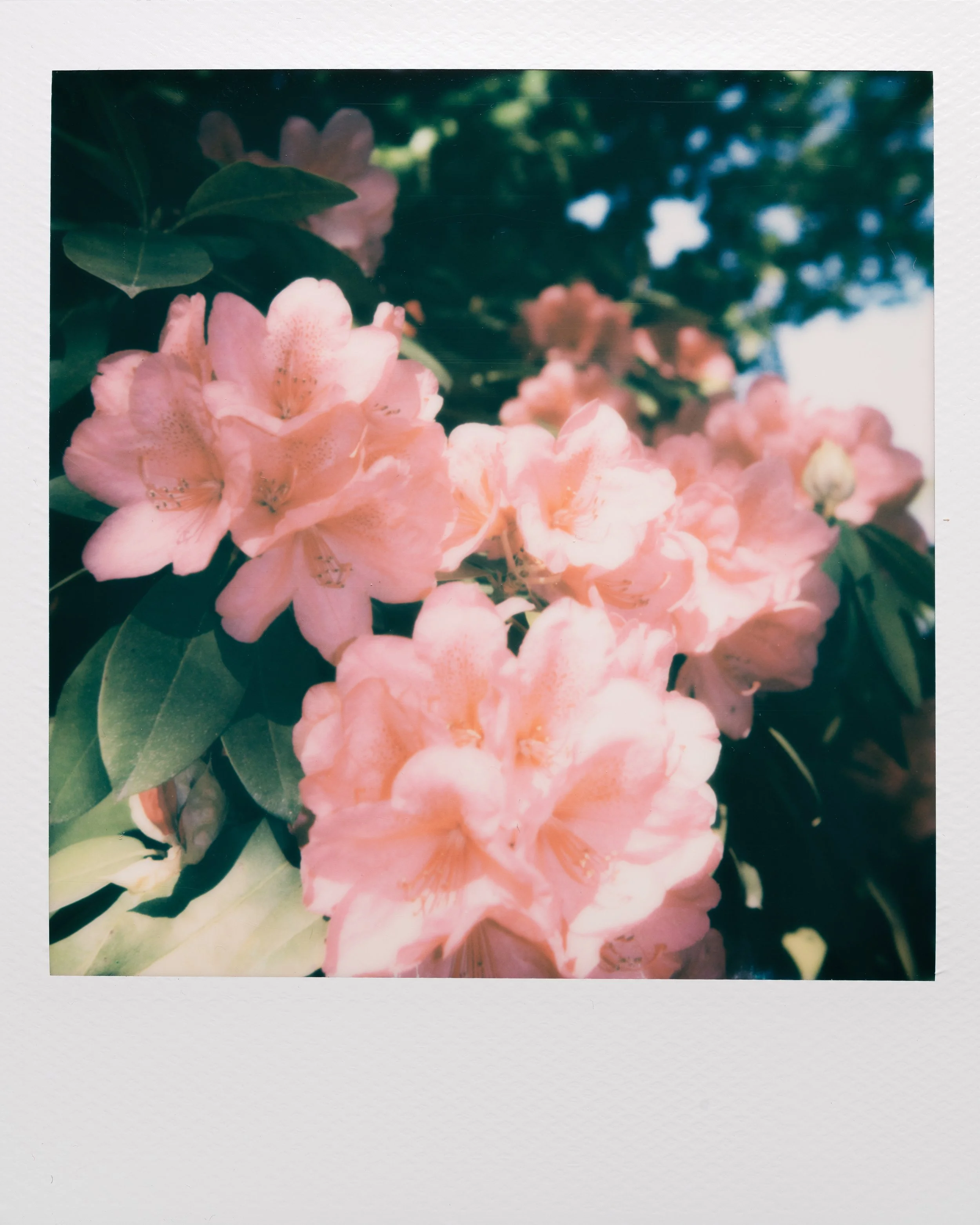 Polaroid Garden-029.jpg