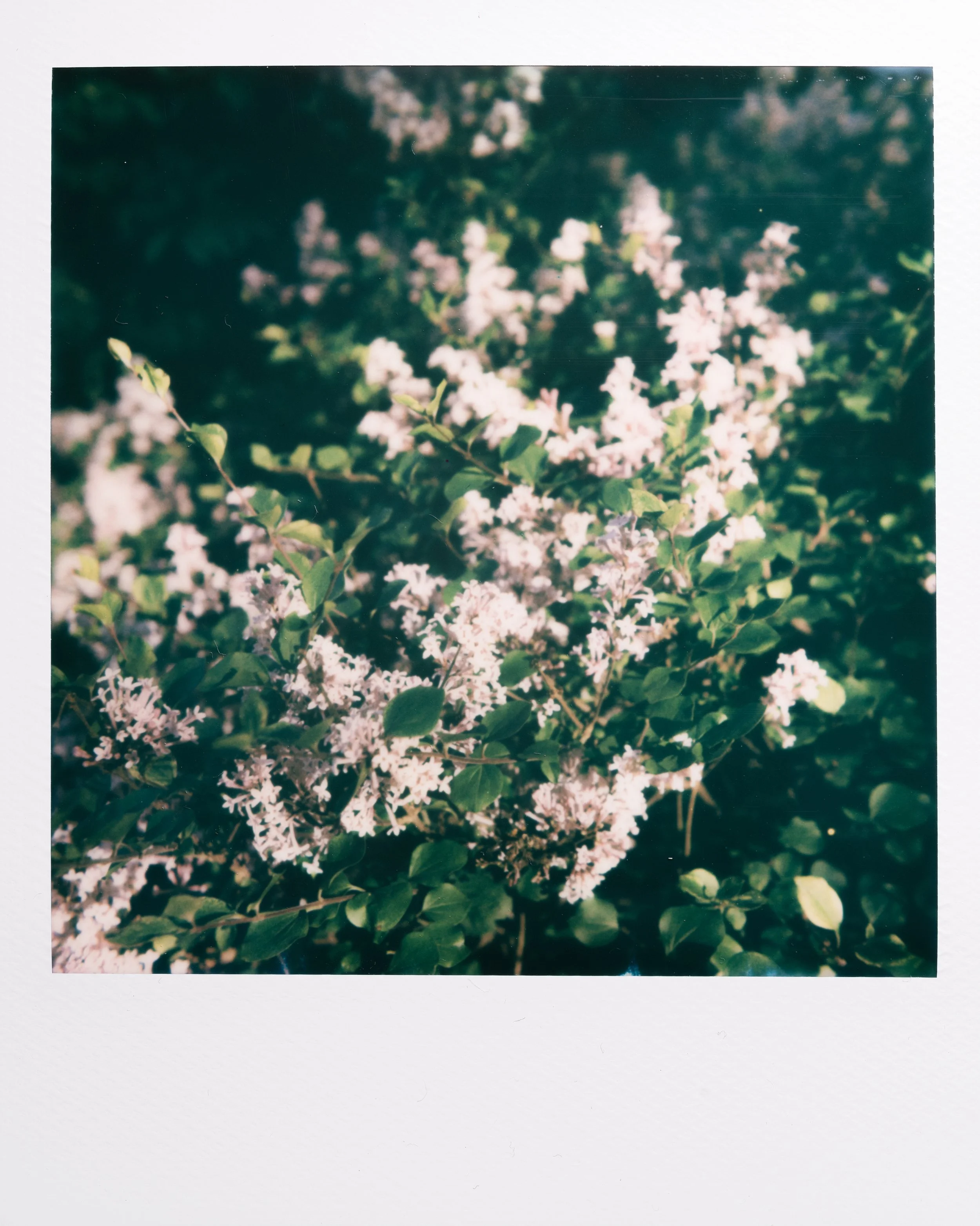 Polaroid Garden-008.jpg