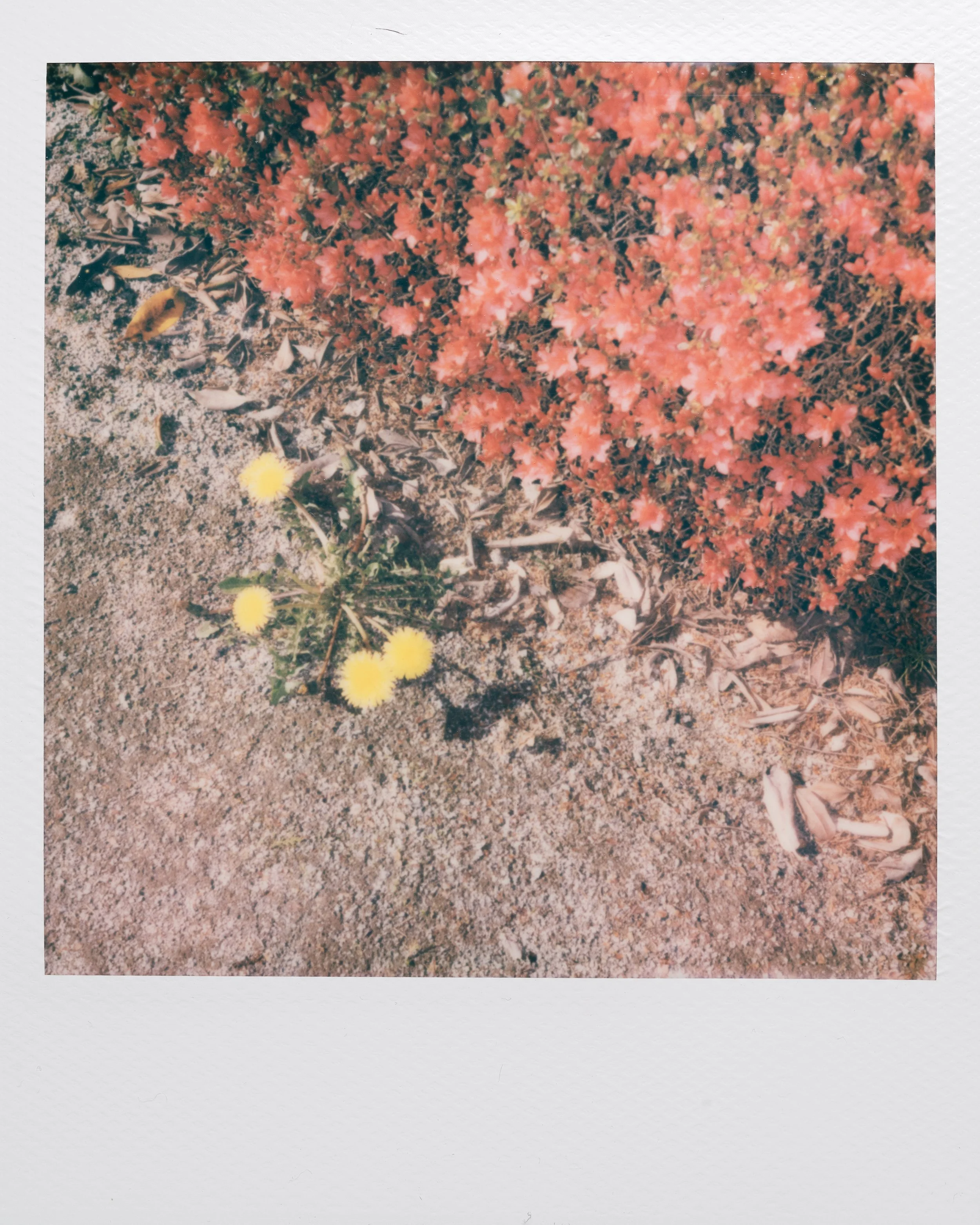 Polaroid Garden-014.jpg