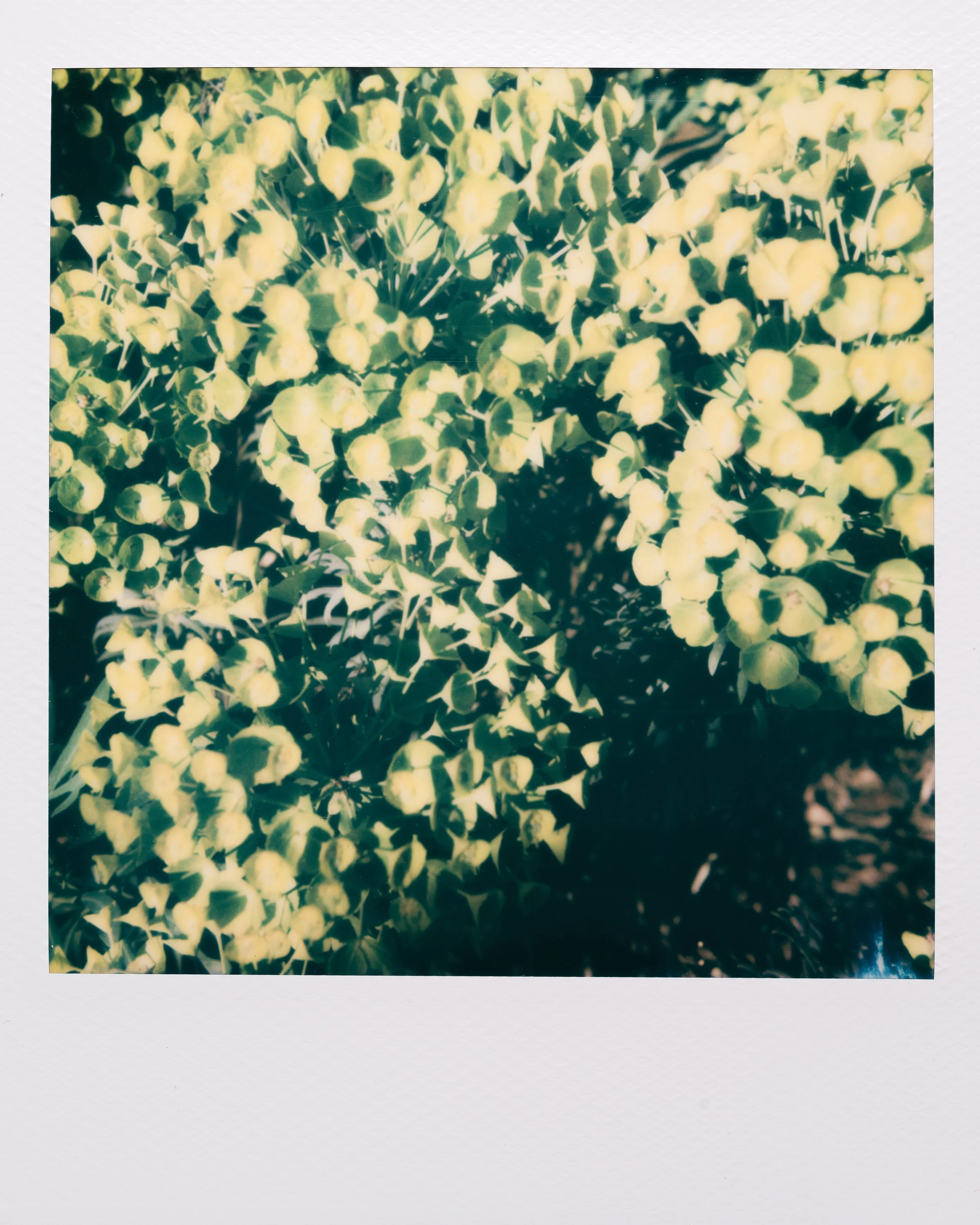 Polaroid Garden-032.jpg