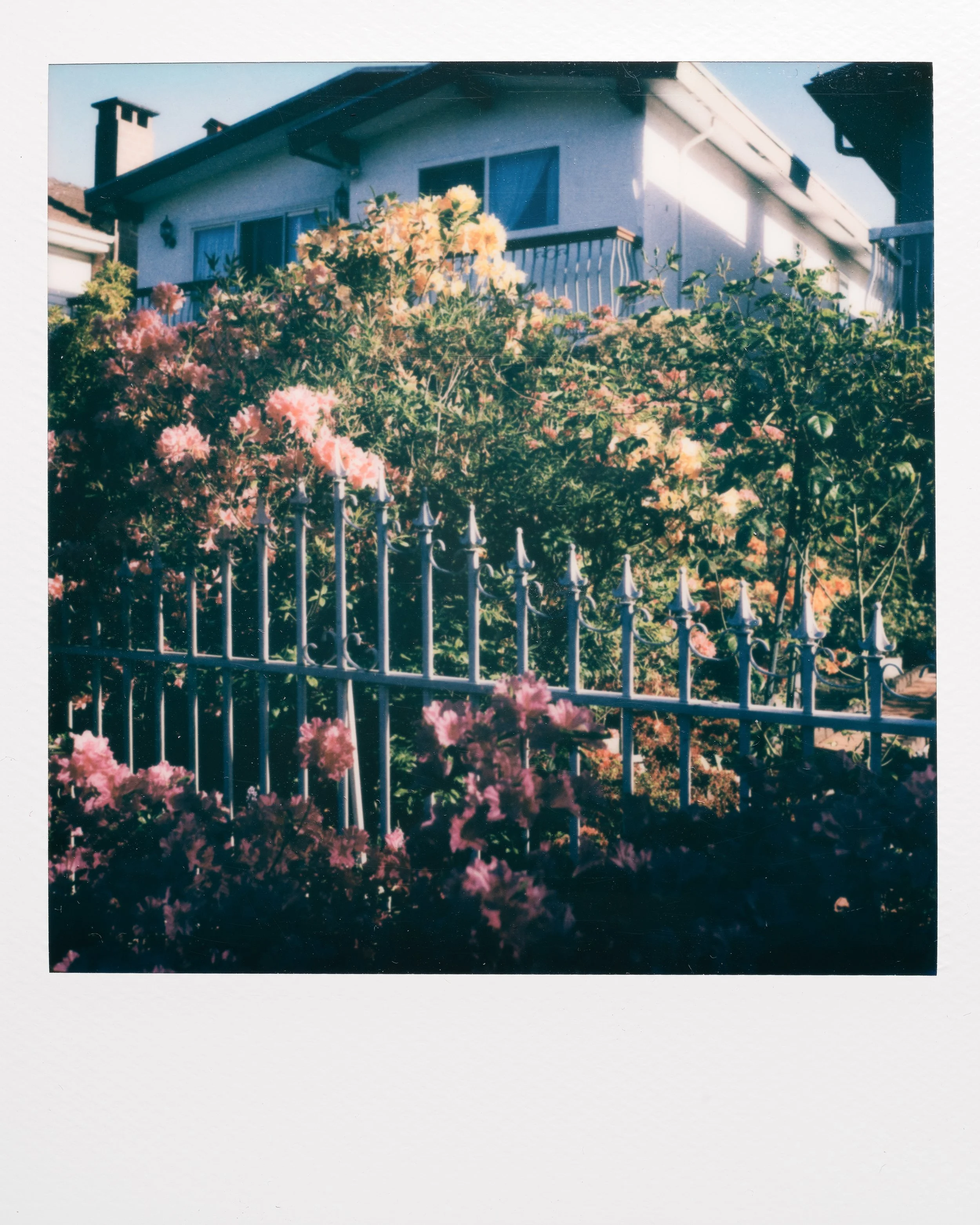 Polaroid Garden-024.jpg