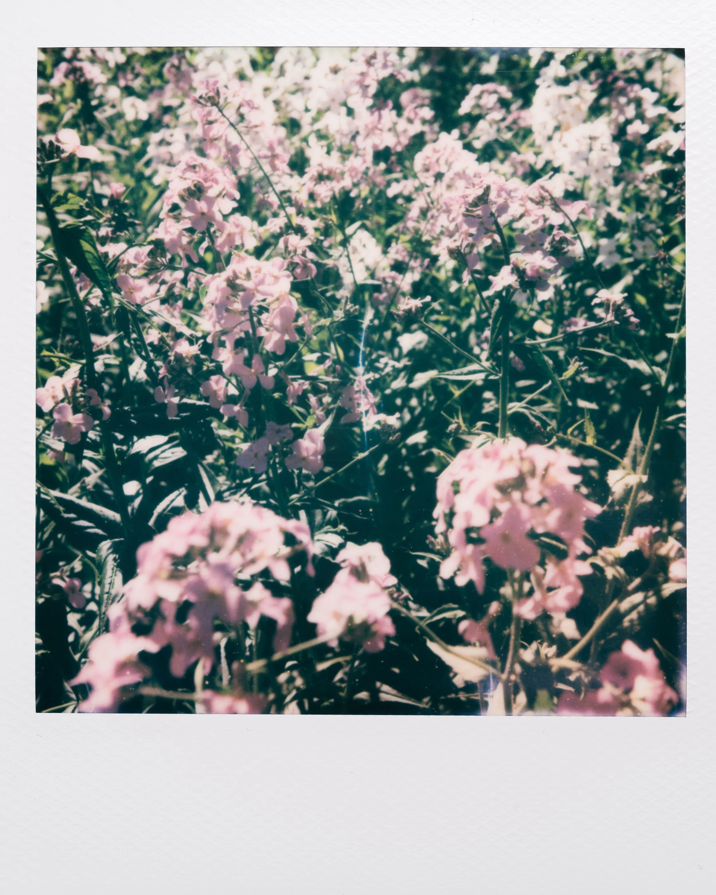 Polaroid Garden-013.jpg