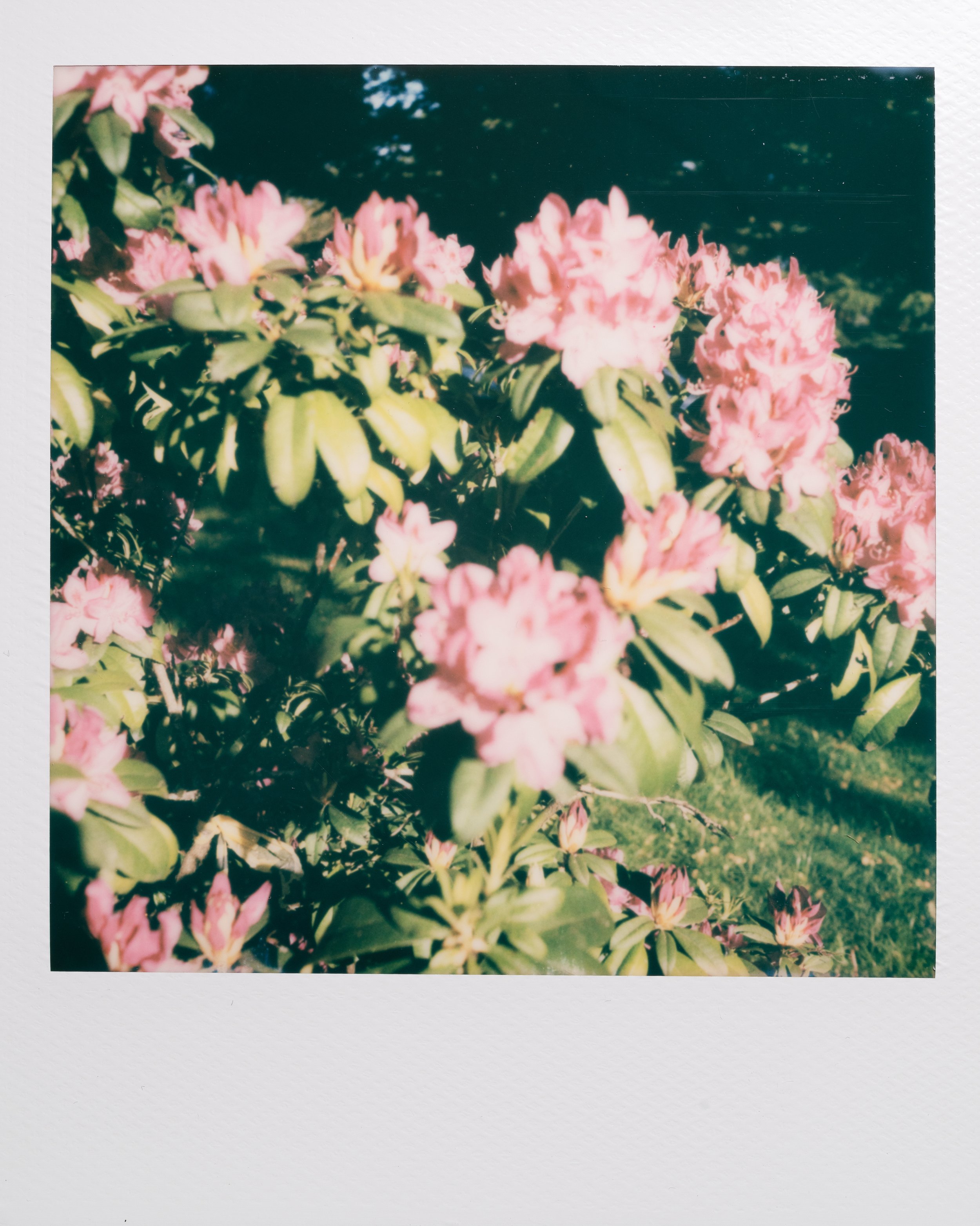 Polaroid Garden-015.jpg