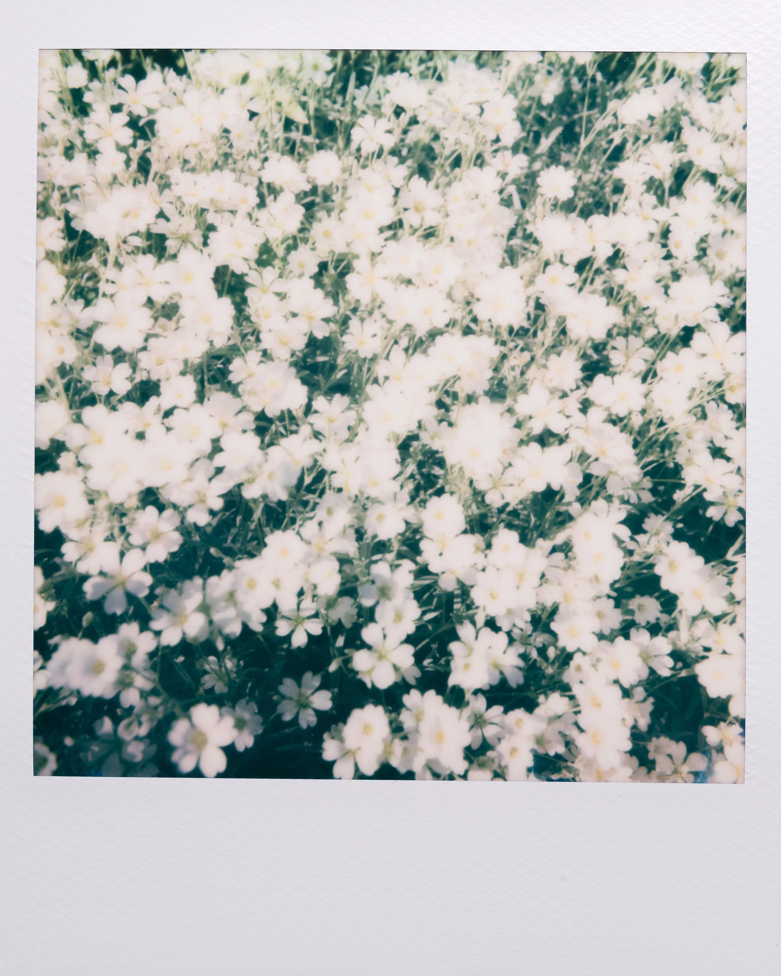 Polaroid Garden-012.jpg