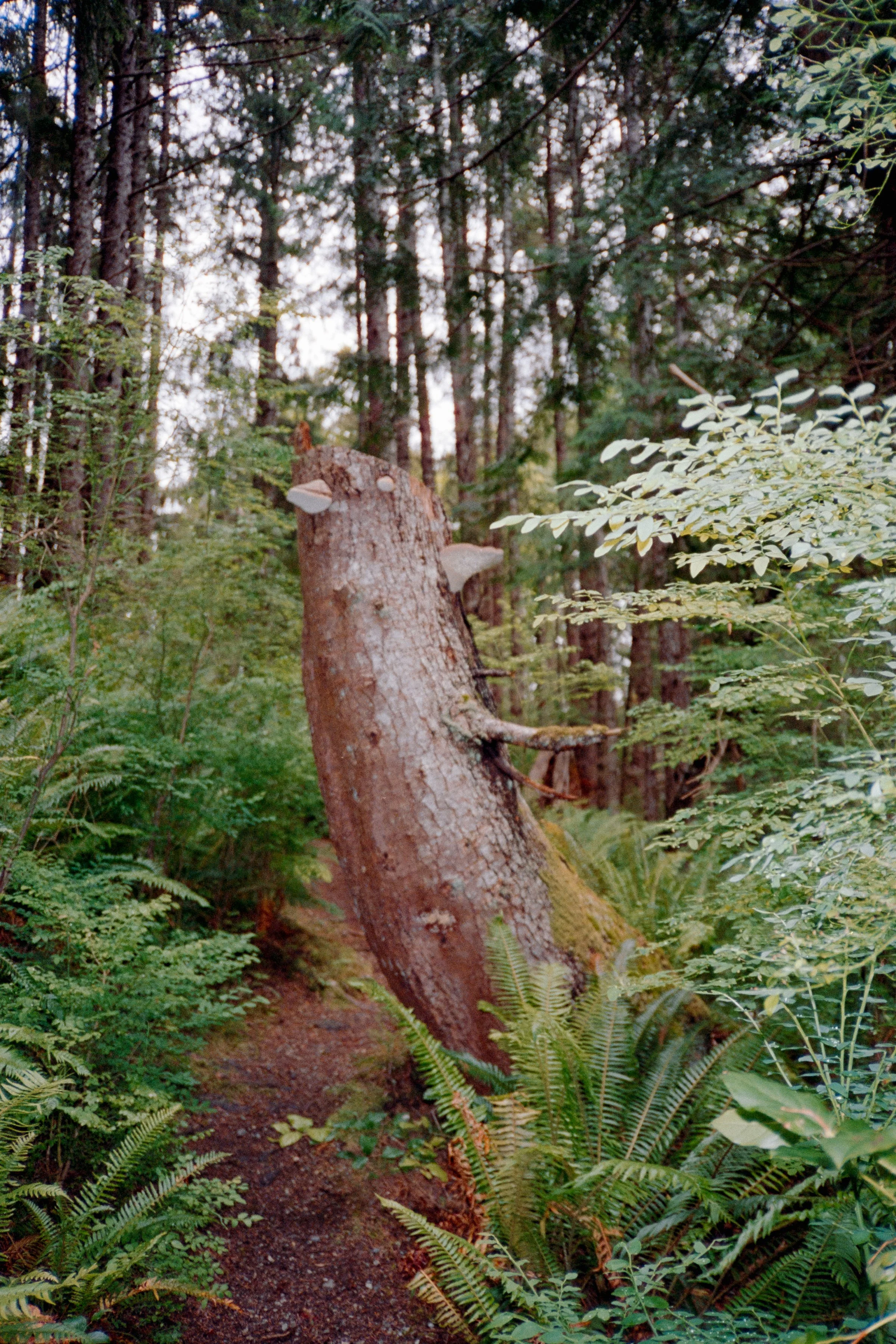 Olympus XA | Aurora 800