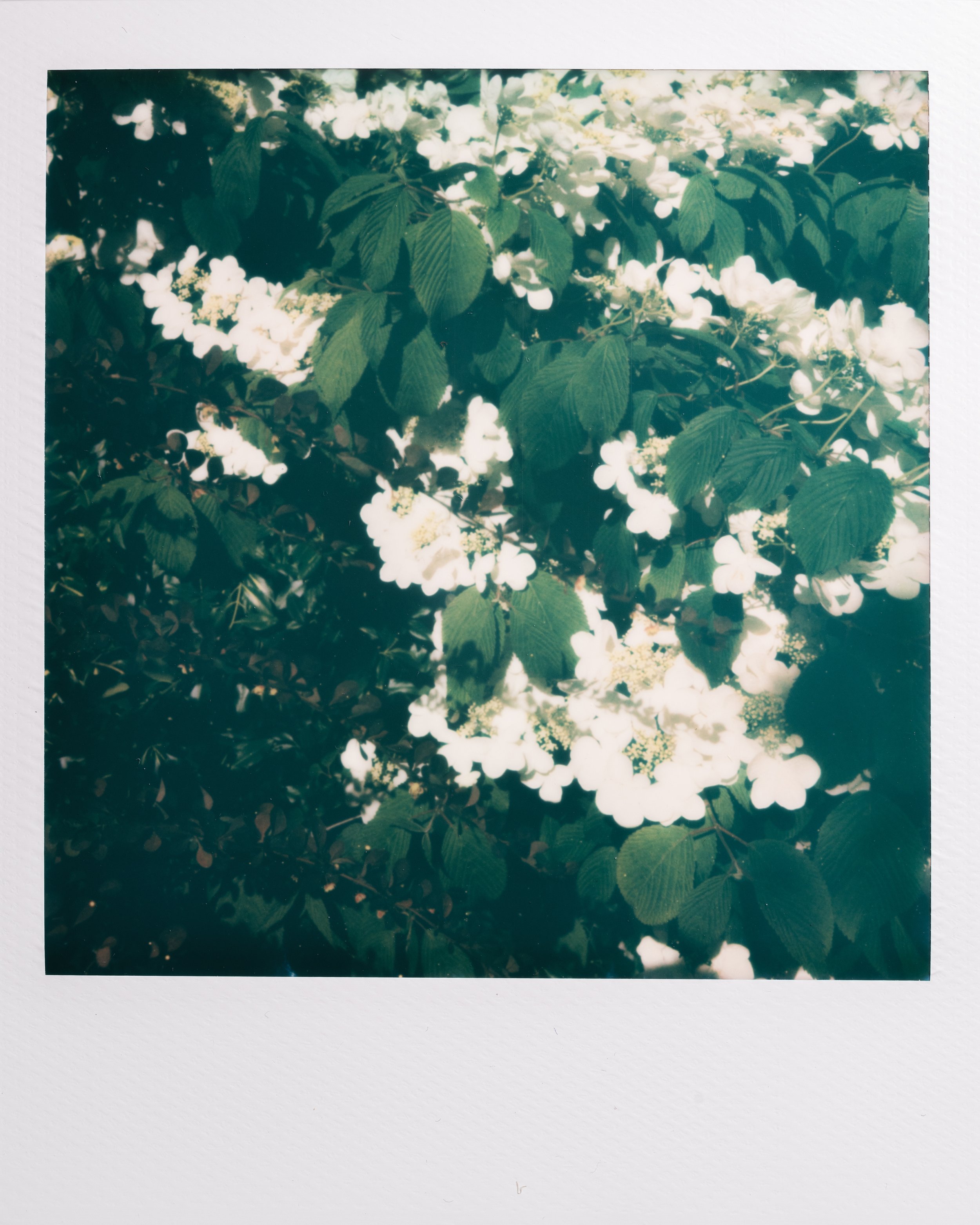 Polaroid Garden-004.jpg