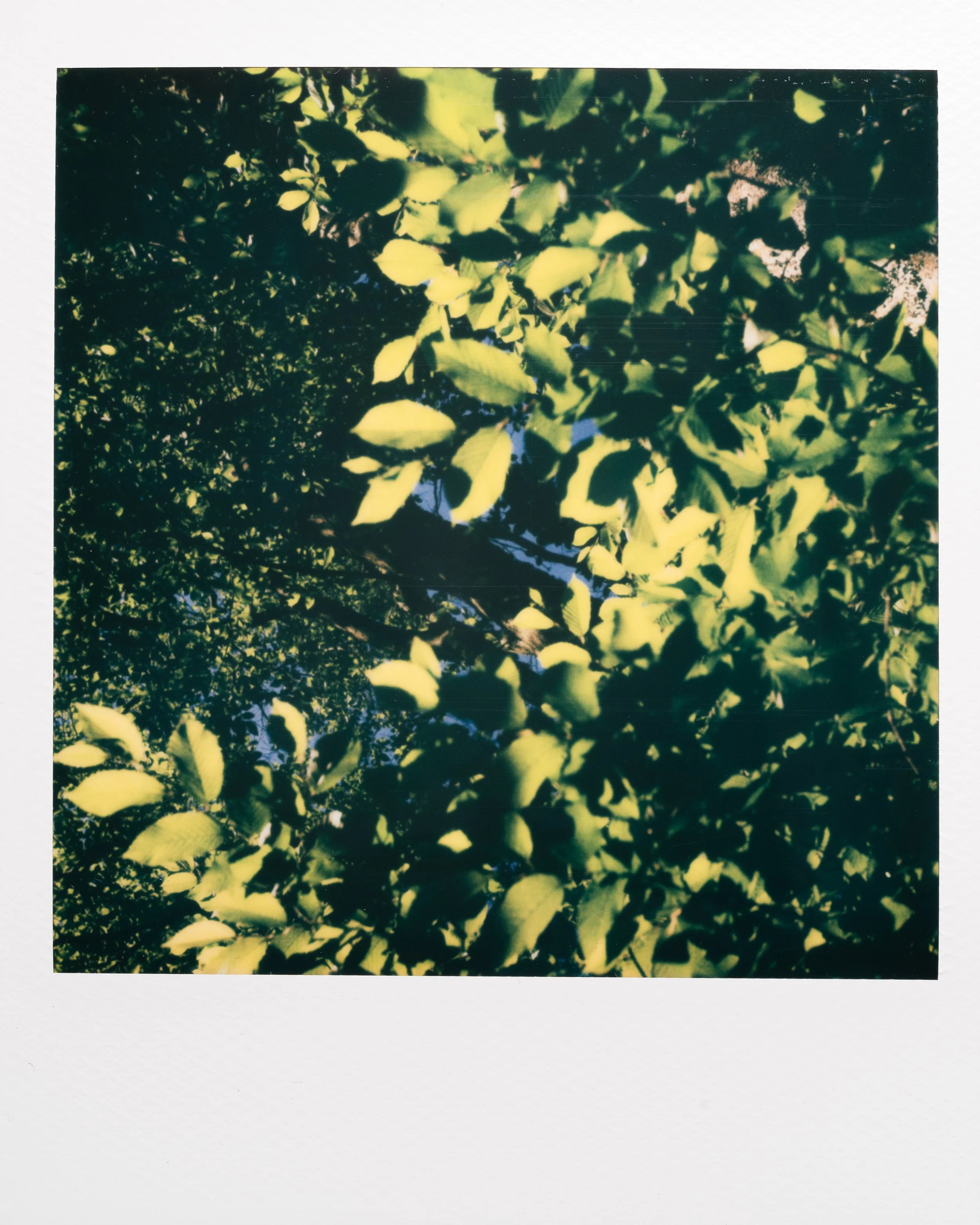 Polaroid Garden-018.jpg