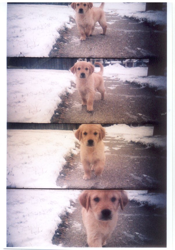 Lomo Super Sampler 4