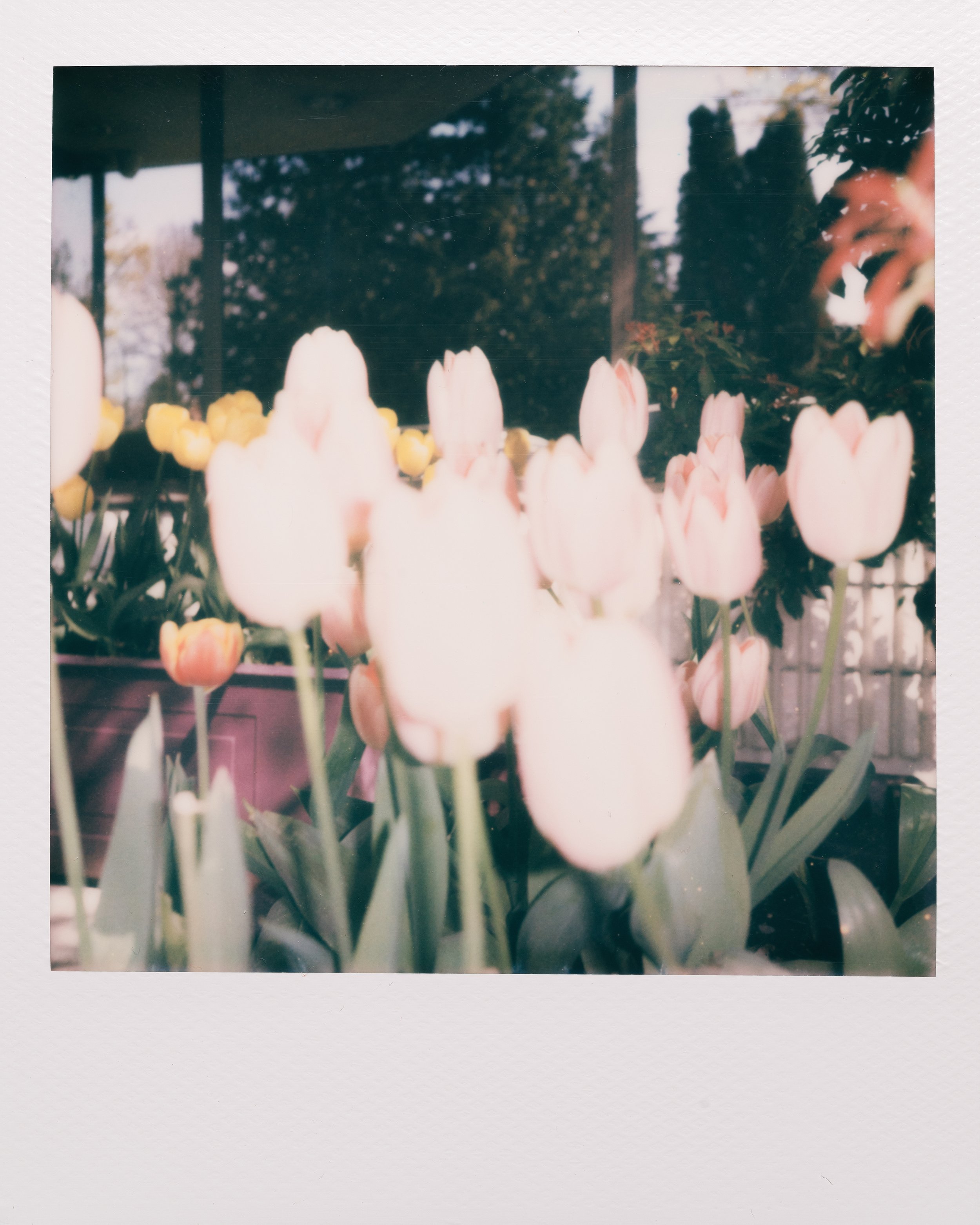 Polaroid Garden-033.jpg
