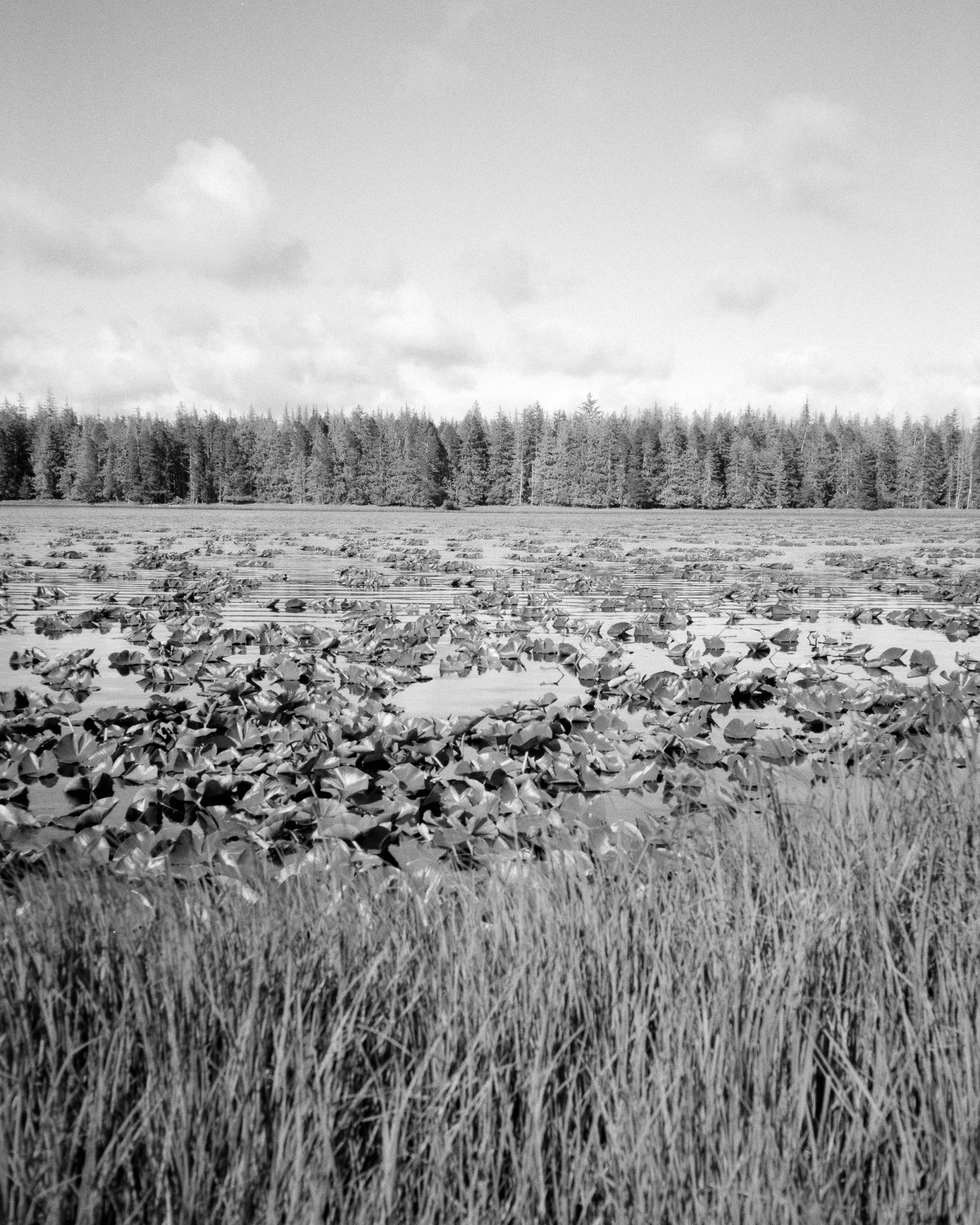 Olympus XA | Acros 100