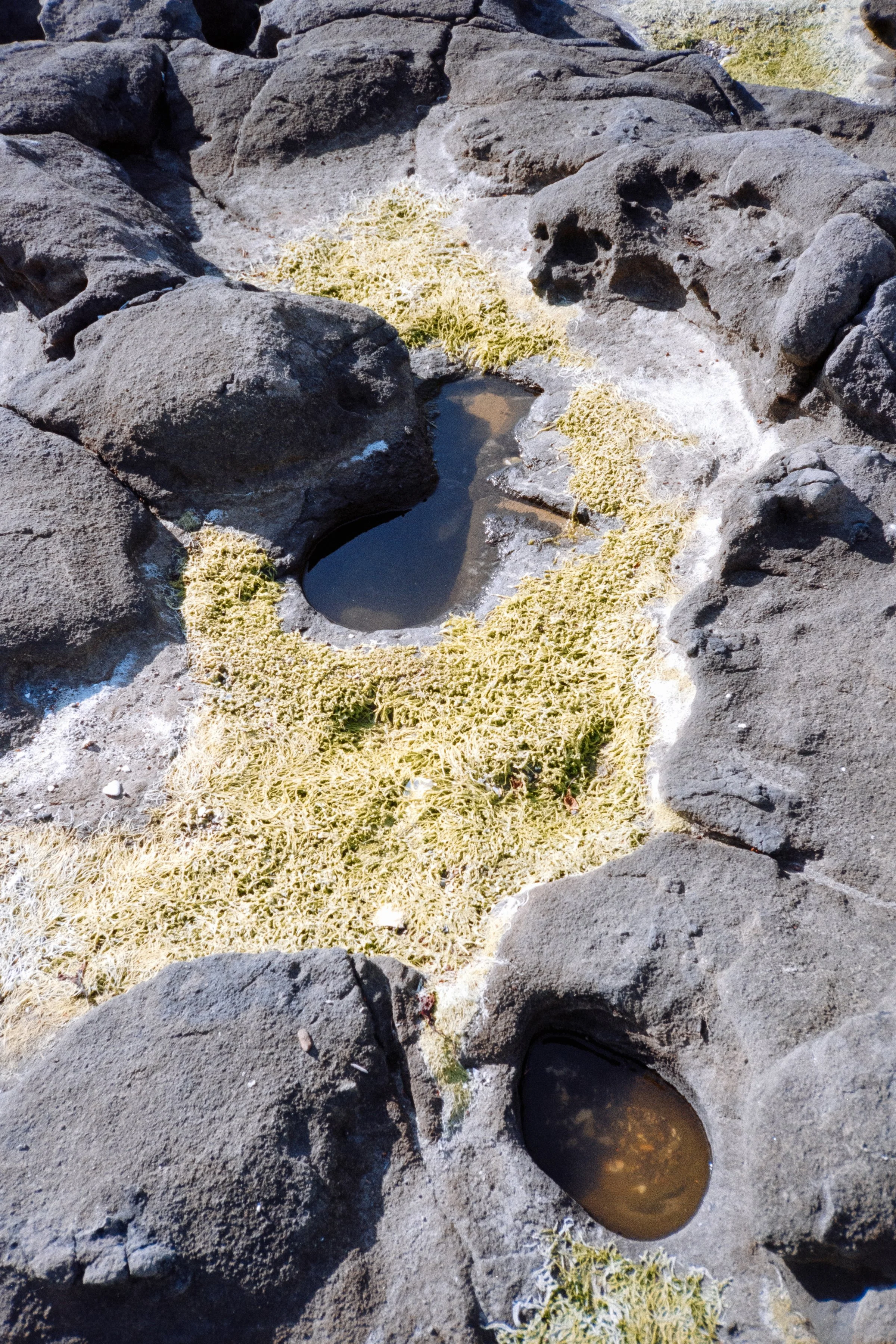 Olympus XA | Gold 200