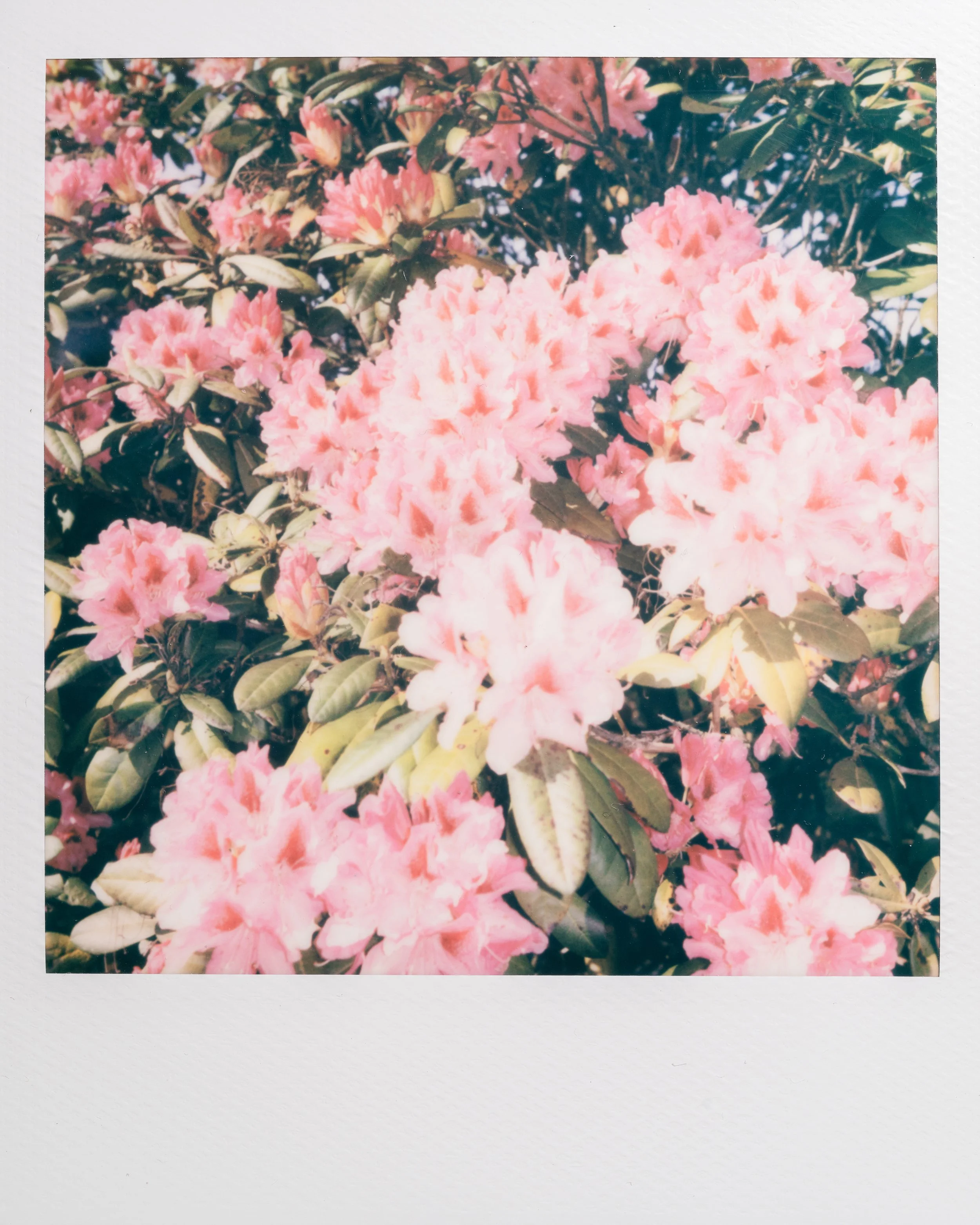 Polaroid Garden-005.jpg